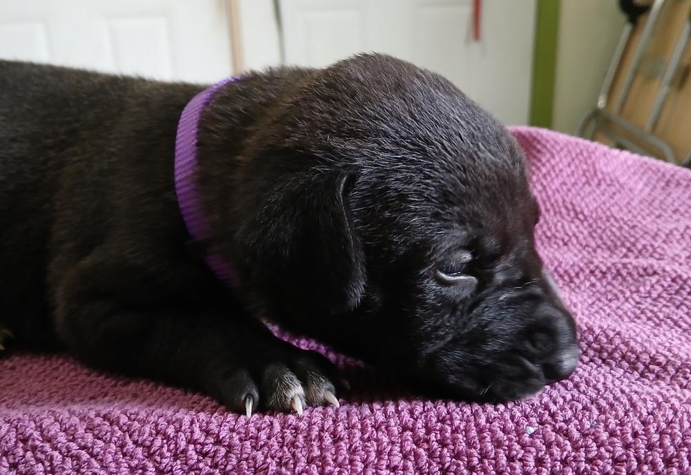 Mabel (Scout puppy), a Adoptable mixed breed image 1/4