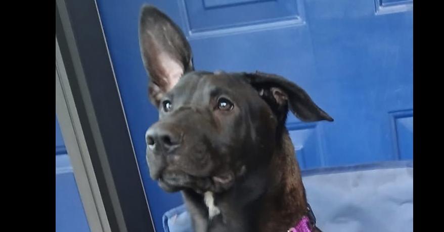 Mabel (Scout puppy), a Adoptable mixed breed image 2/4