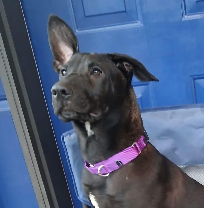 Mabel (Scout puppy), a Adoptable mixed breed image 3/4