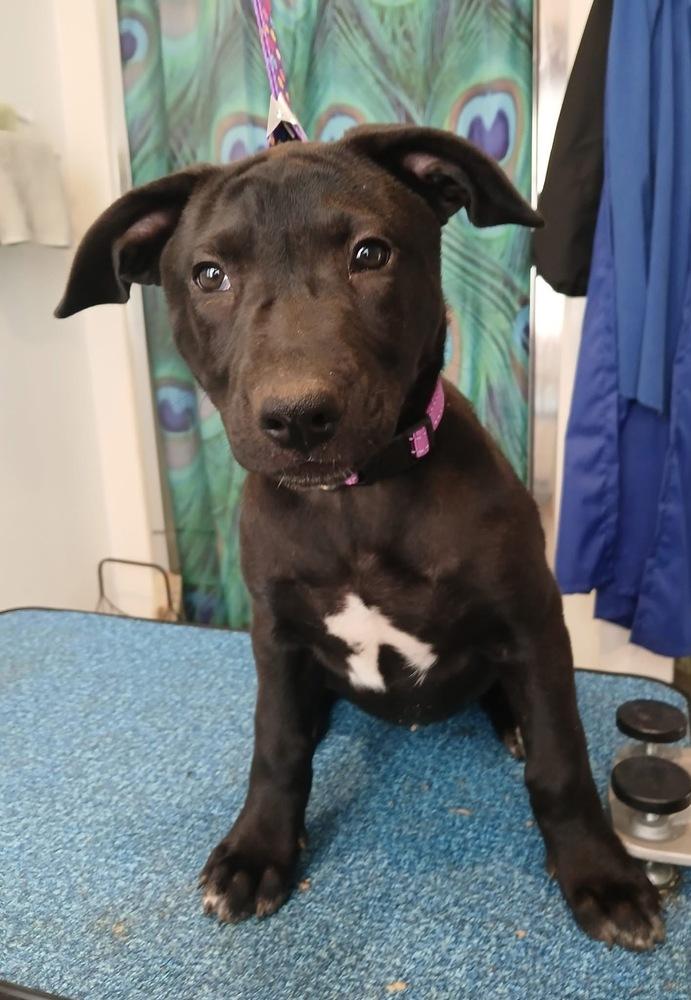 Mabel (Scout puppy), a Adoptable mixed breed image 4/4