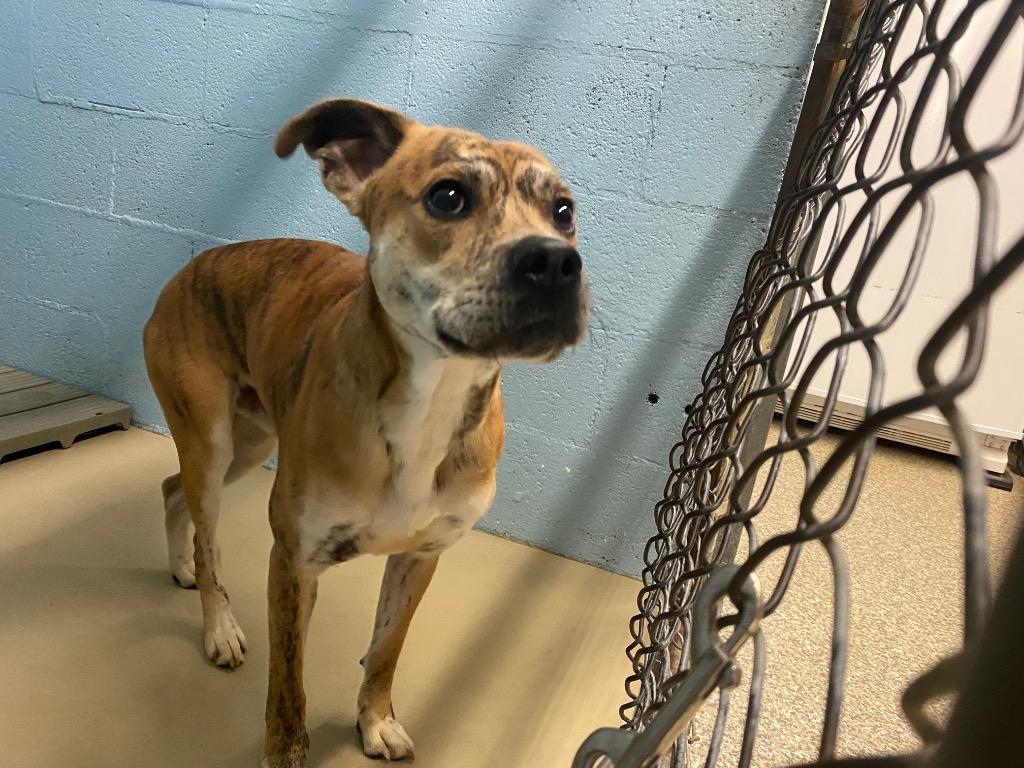 Enlarge Flynn, a Adoptable mixed breed in Blountville, TN image 1/1