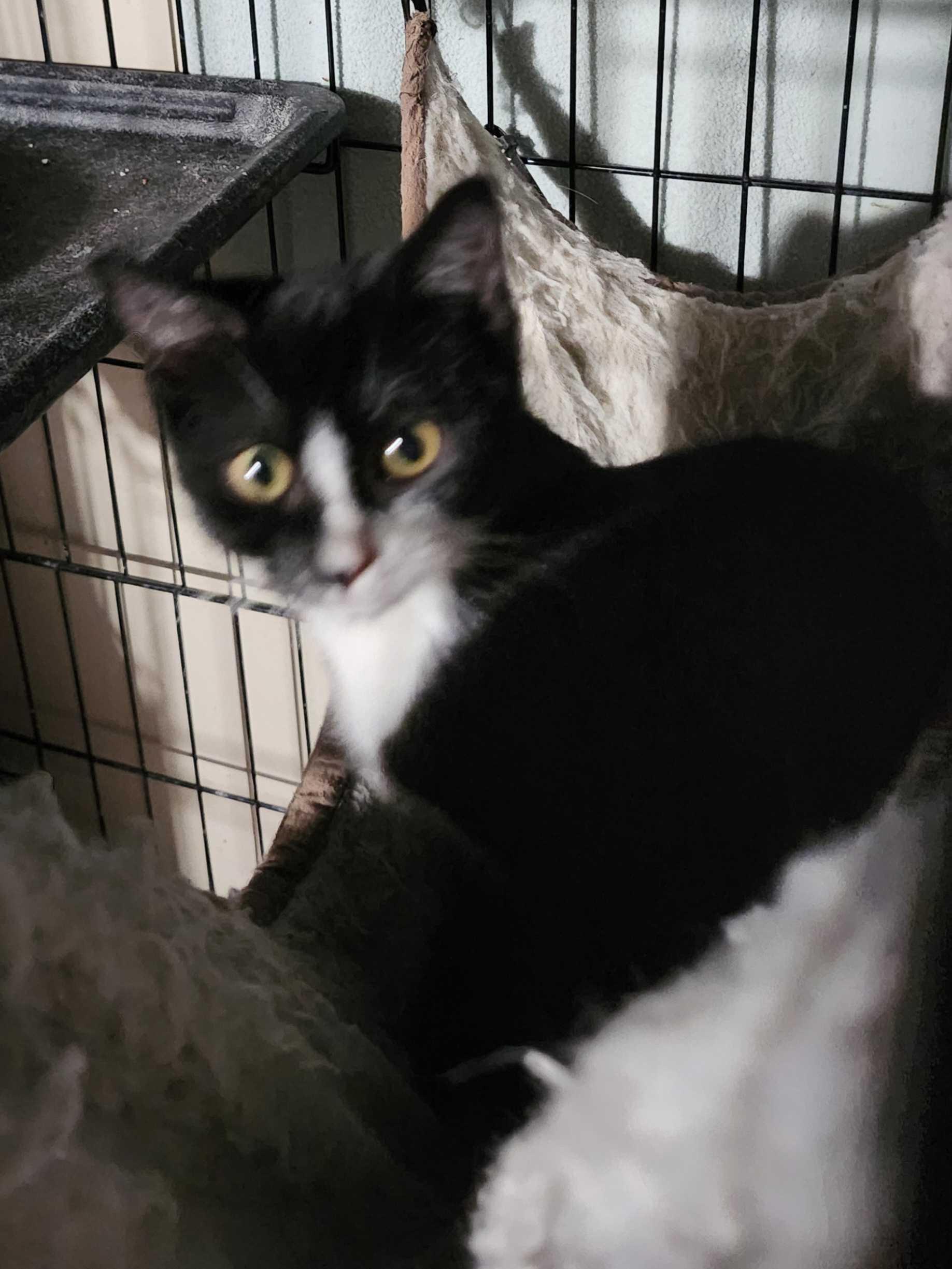 Eden, a Adoptable Tabby in Piscataway, NJ image 1/2