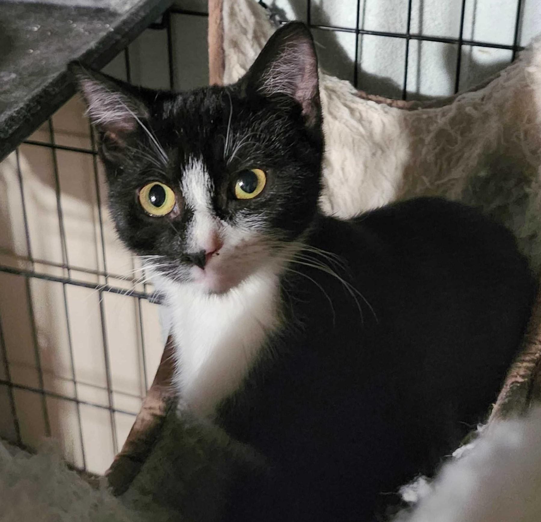 Eden, a Adoptable Tabby in Piscataway, NJ image 2/2