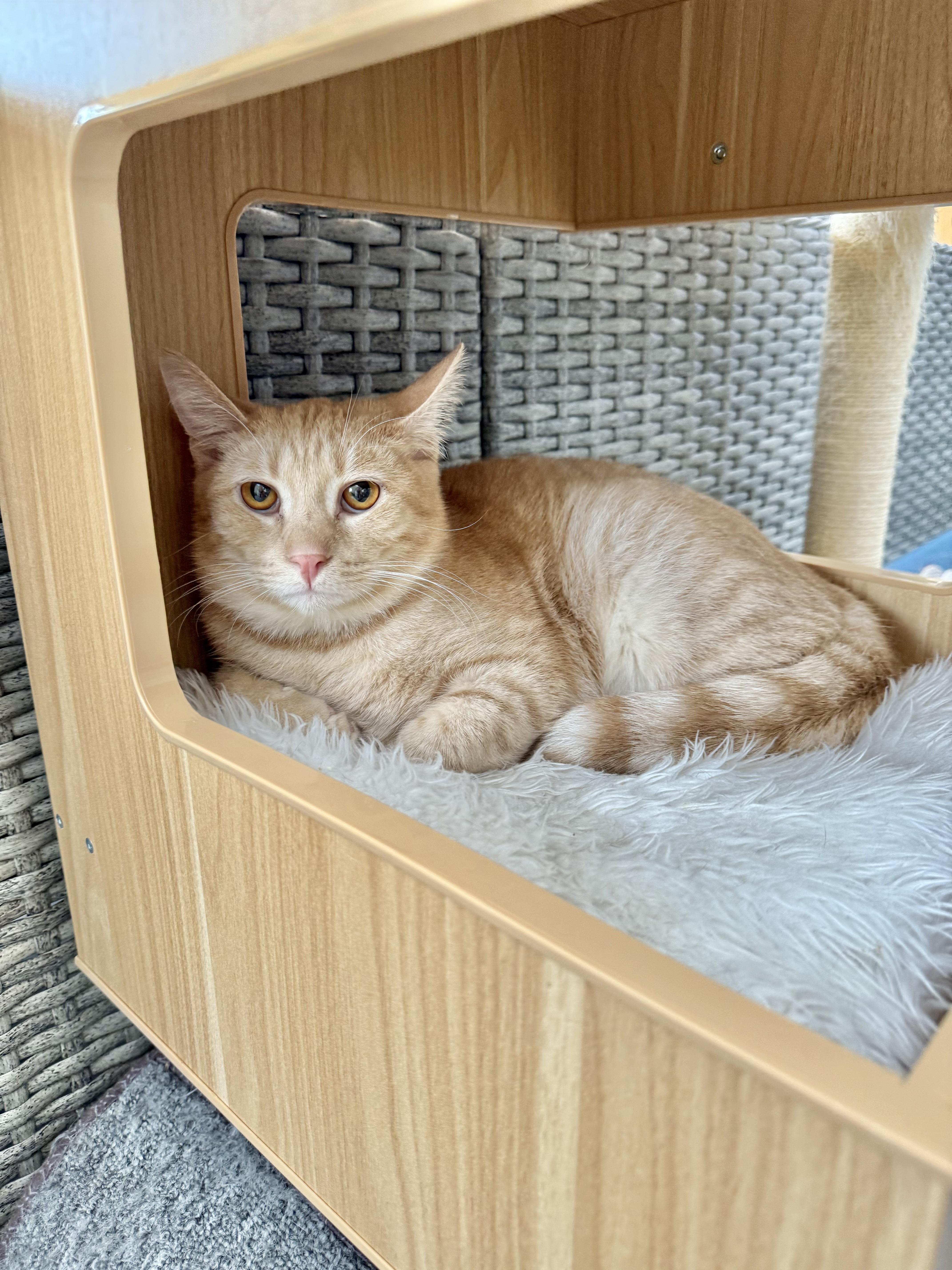 Abner, Adoptable, Young Male Tabby.