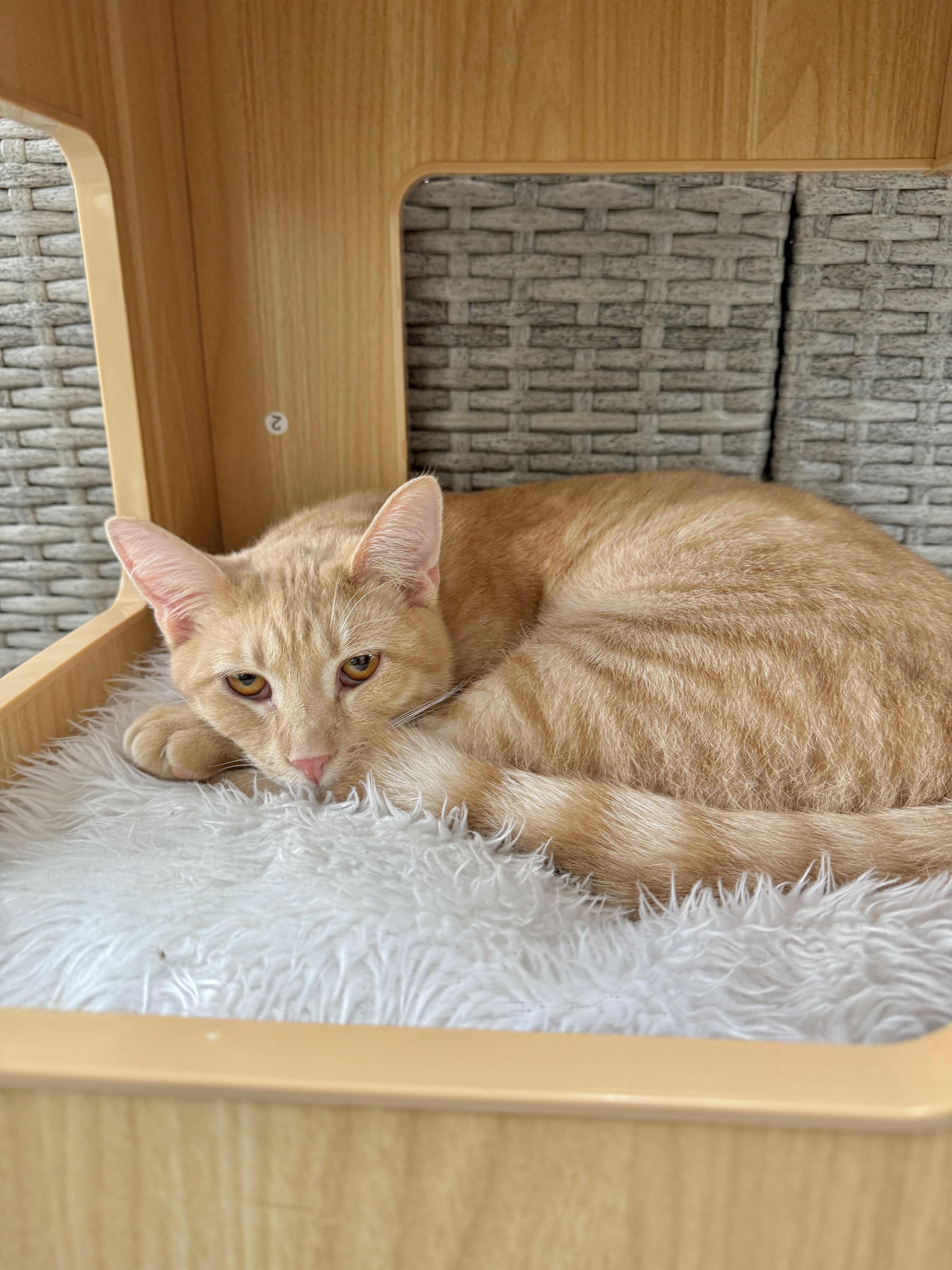 Abner, Adoptable, Young Male Tabby.