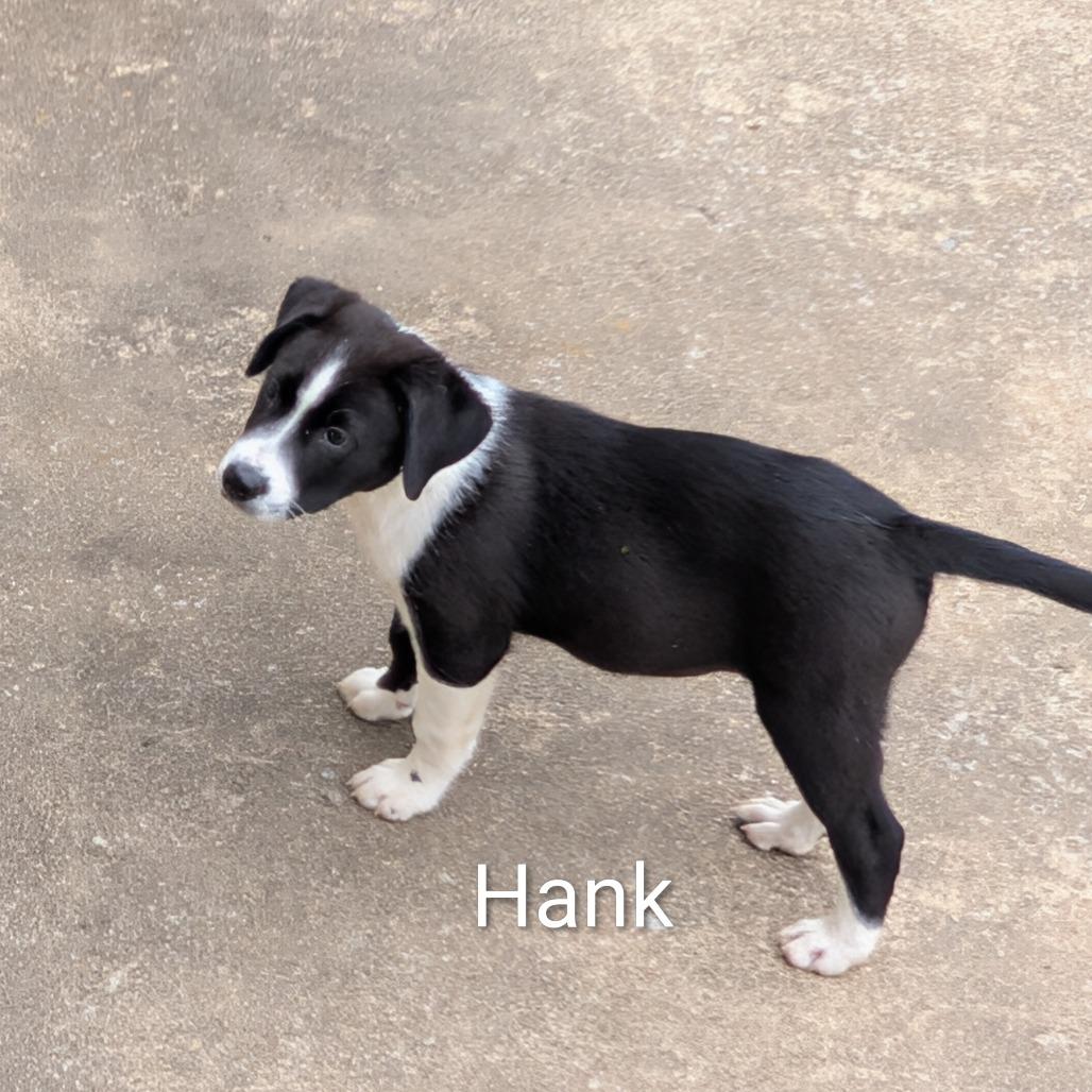 Enlarge Hank, a Adoptable Mixed Breed in Marion, IL image 1/1