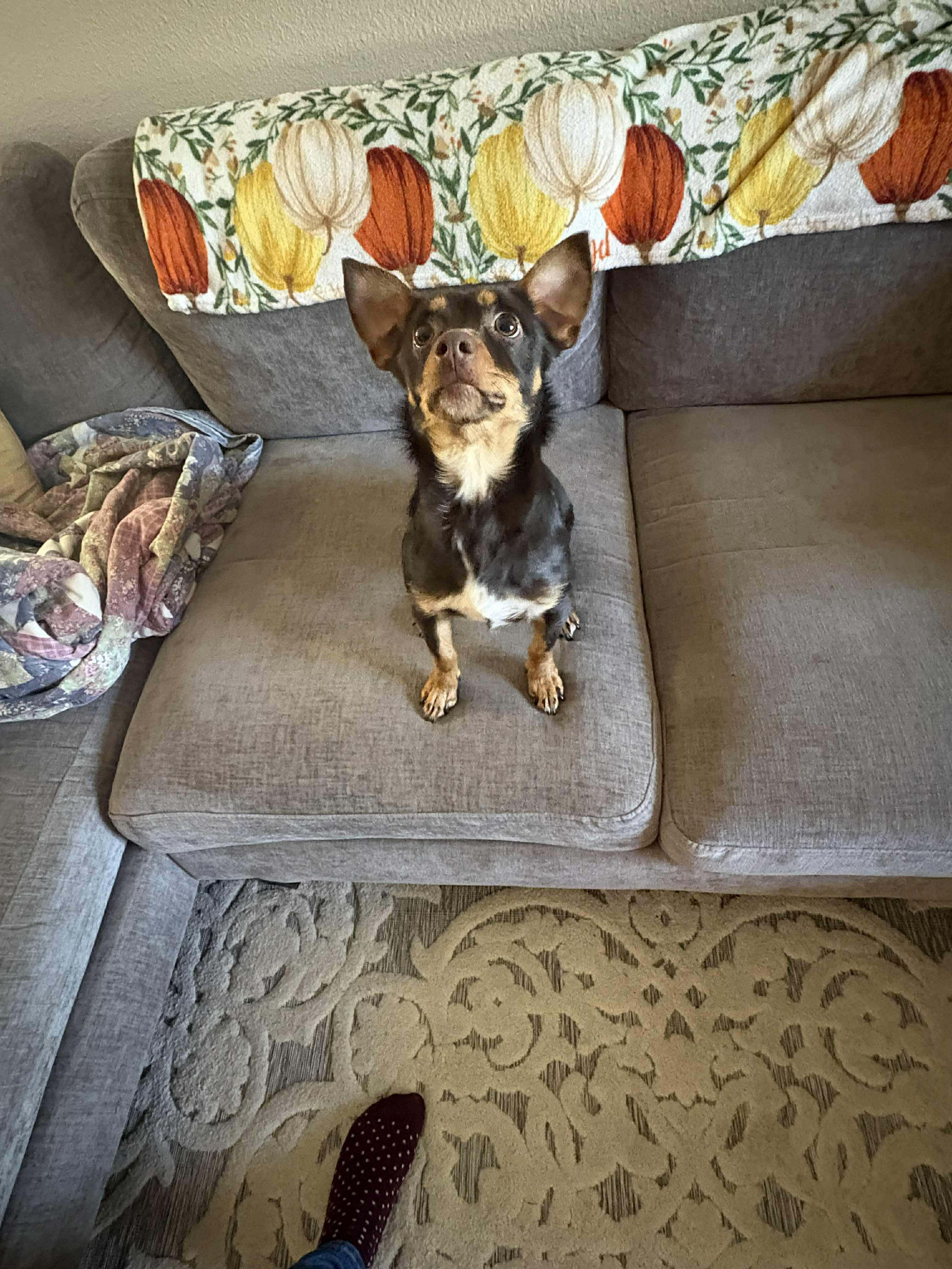 Creeper, adopted, Young Female Dachshund (Long Haired) & Chihuahua.