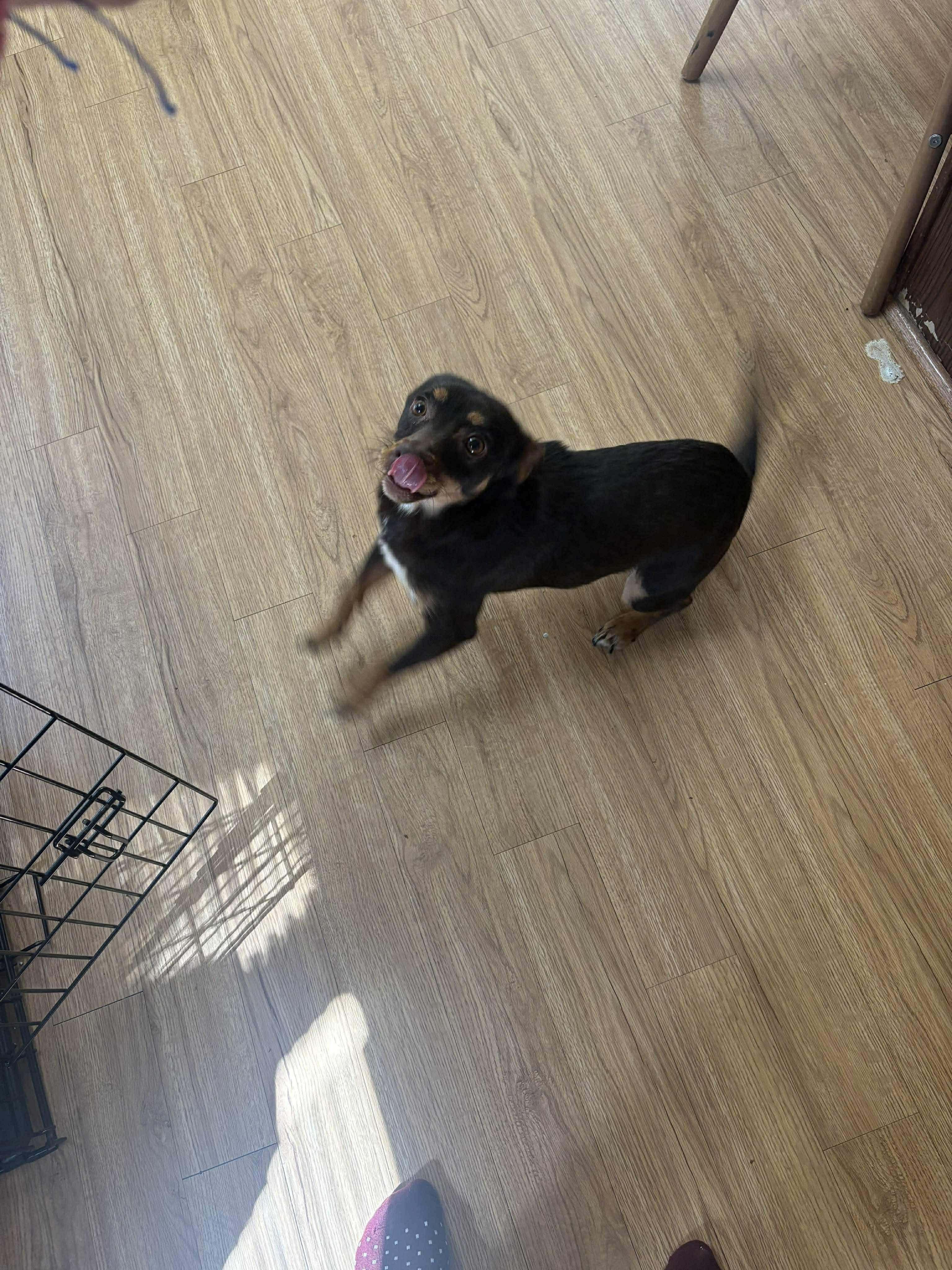 Creeper, an adopted mixed breed in Leesville, LA image 2/2