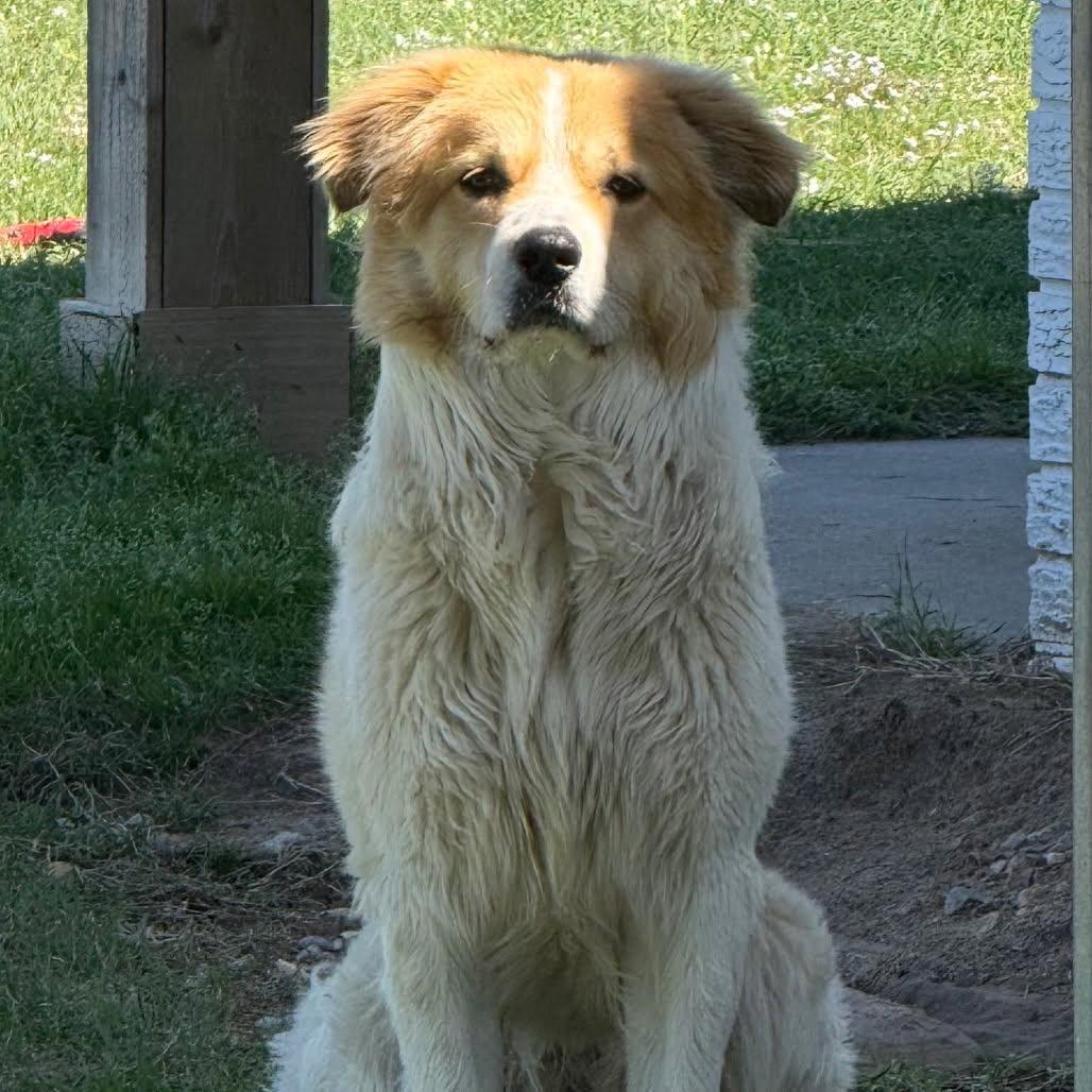 Scout, a ADOPTABLE mixed breed in Fort Collins, CO image 2/5