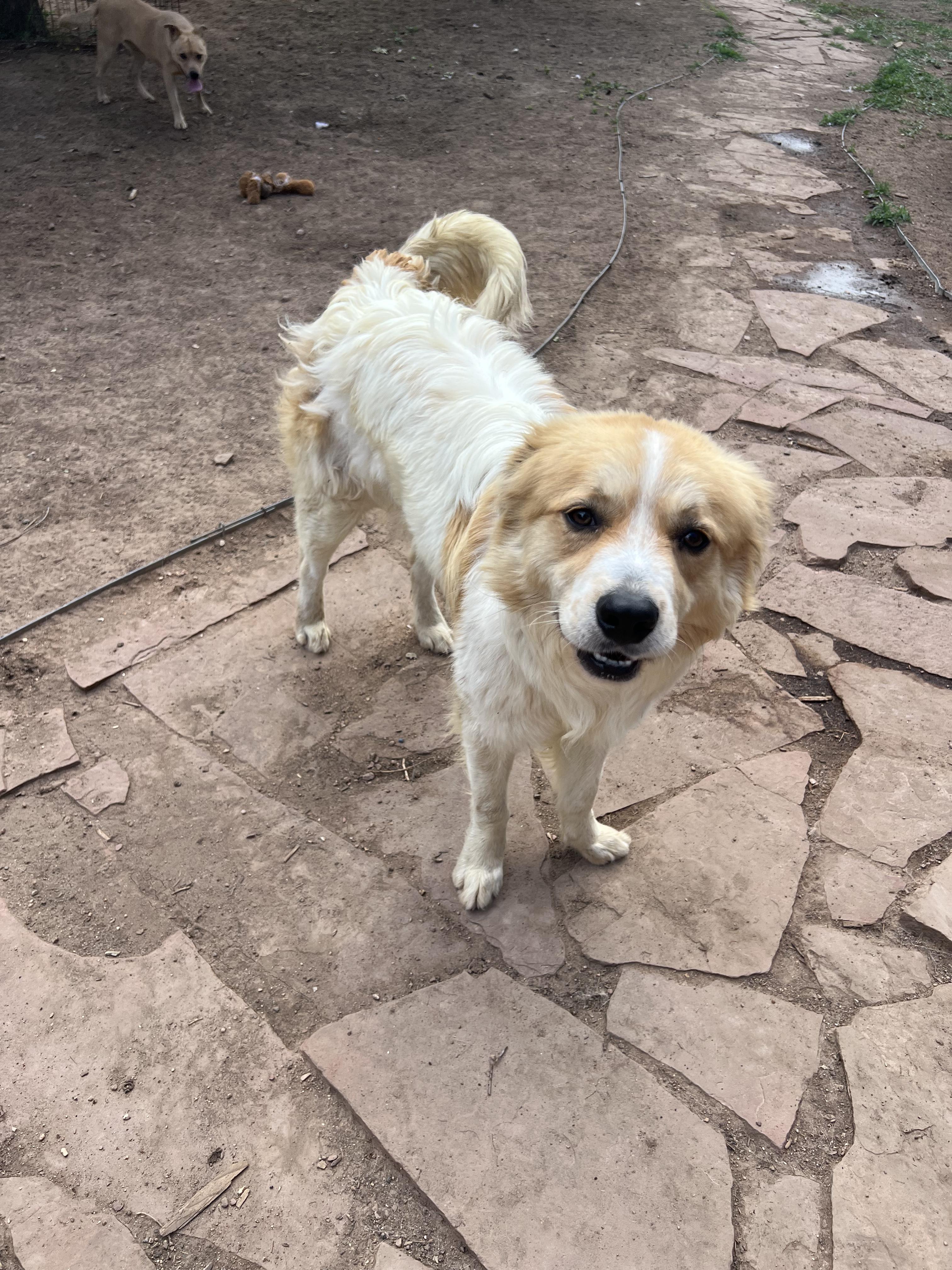 Scout, a ADOPTABLE mixed breed in Fort Collins, CO image 1/5