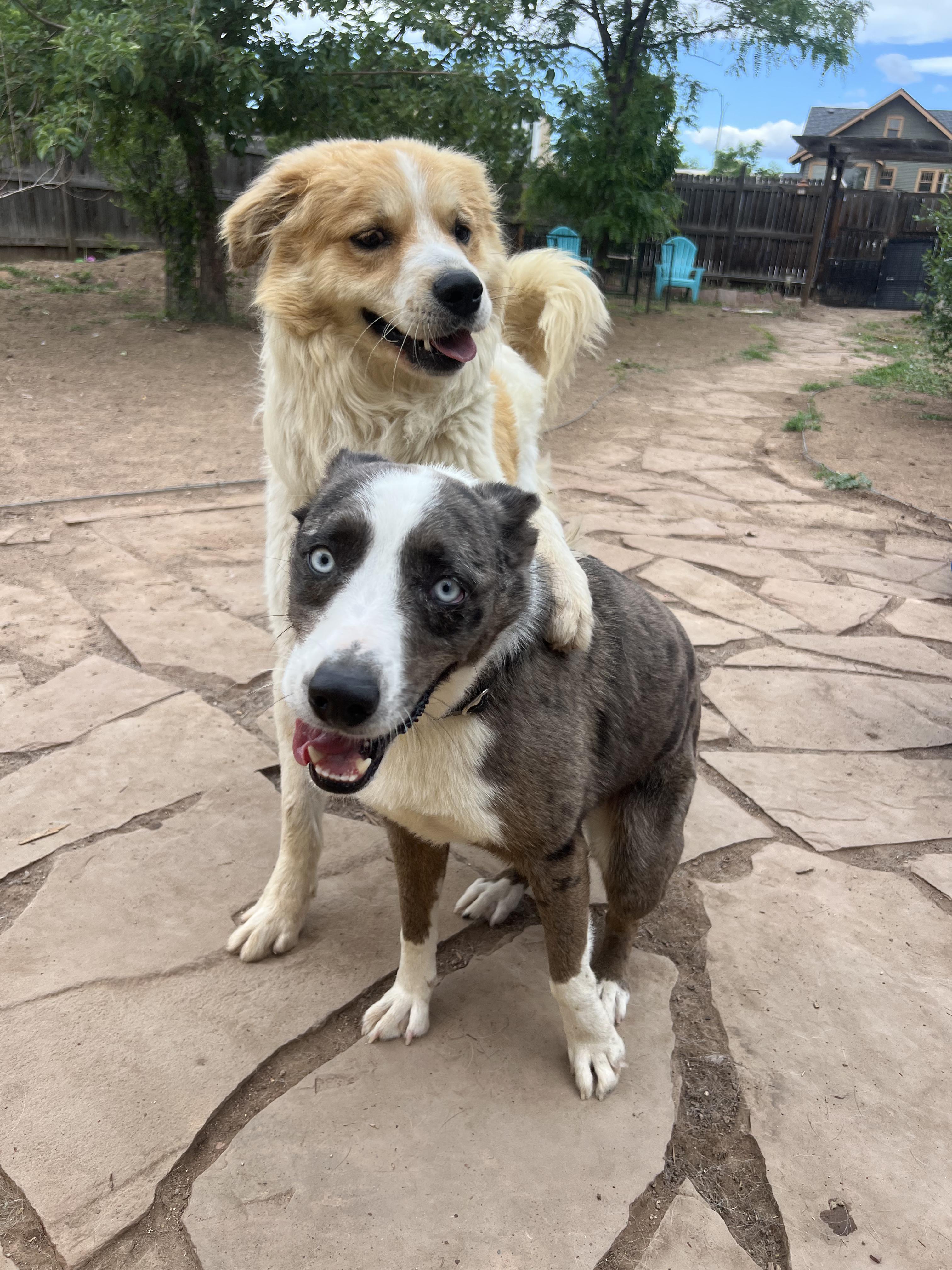 Scout, a ADOPTABLE mixed breed in Fort Collins, CO image 5/5