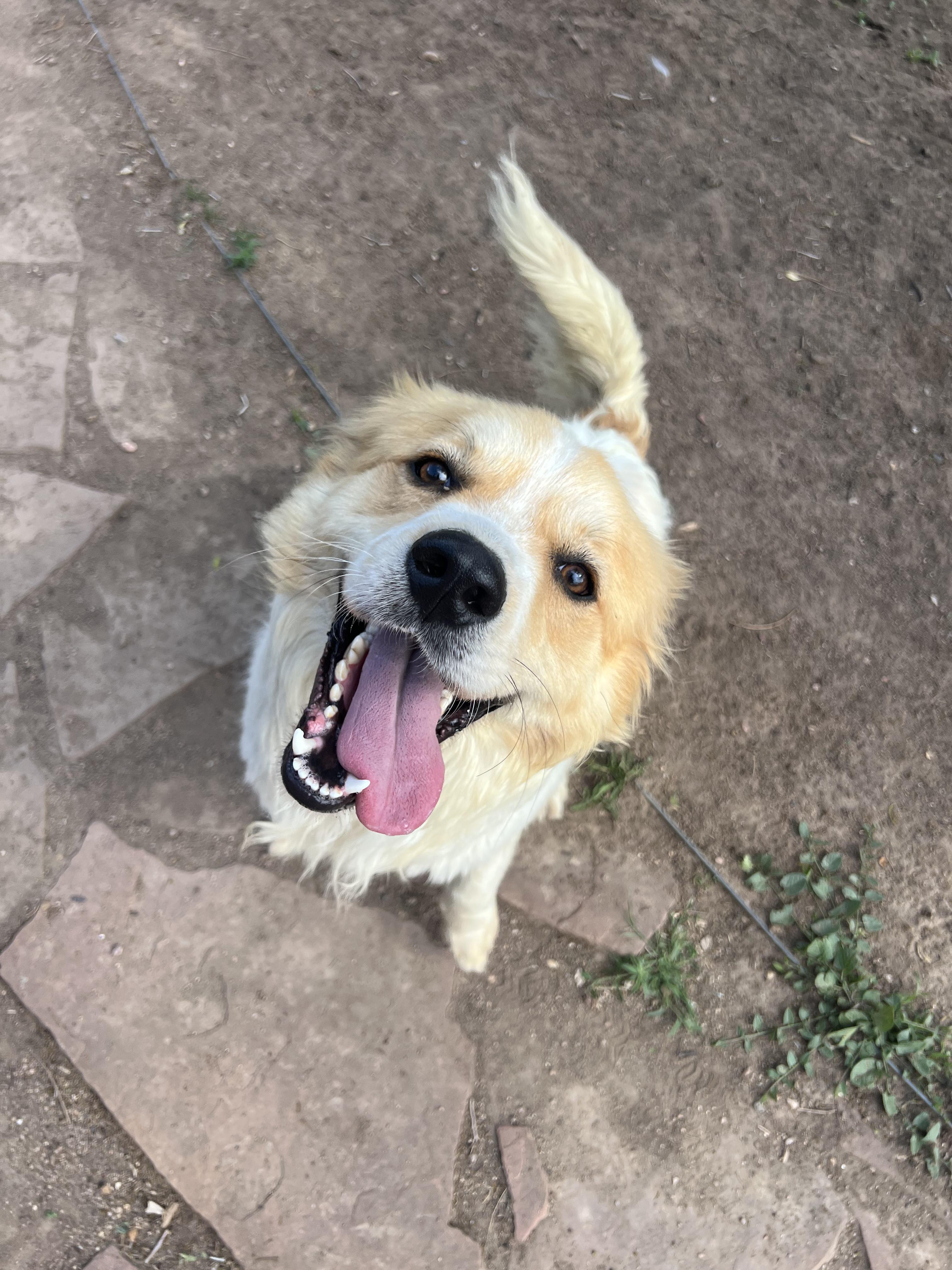 Scout, a ADOPTABLE mixed breed in Fort Collins, CO image 4/5