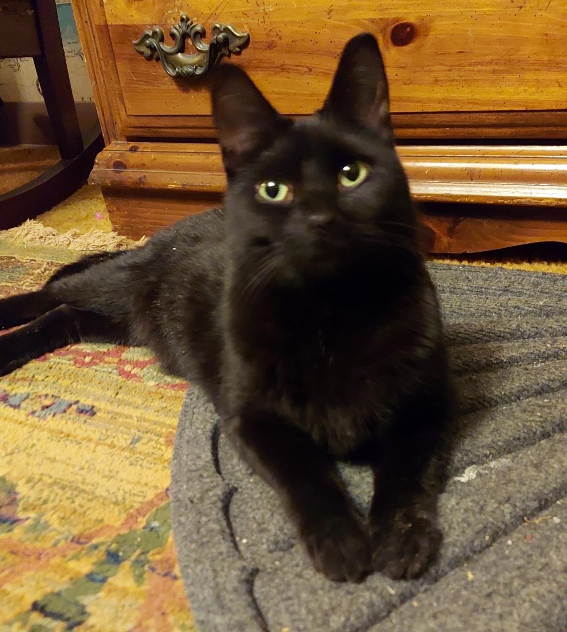 Boris, a ADOPTABLE Domestic Short Hair in CANONSBURG, PA image 4/6