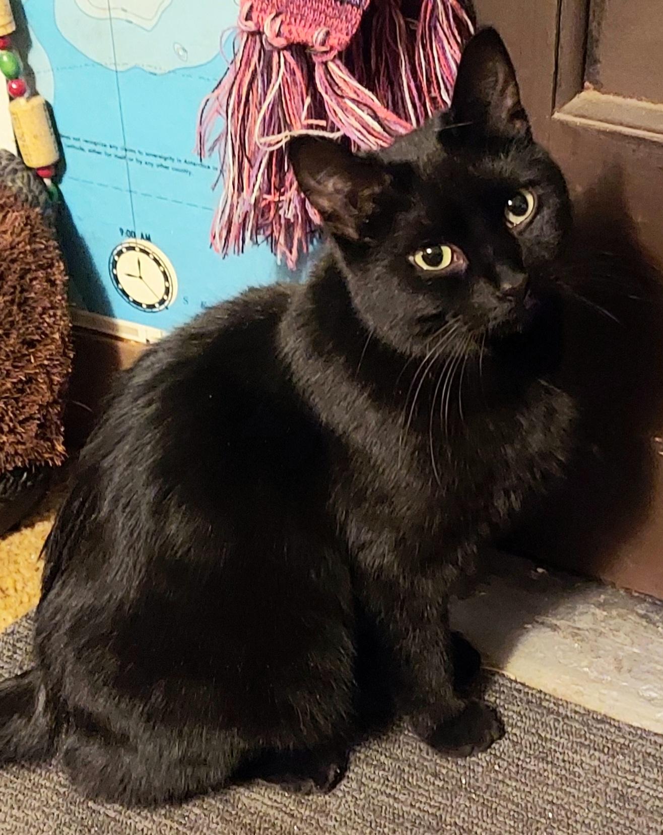 Boris, a ADOPTABLE Domestic Short Hair in CANONSBURG, PA image 6/6