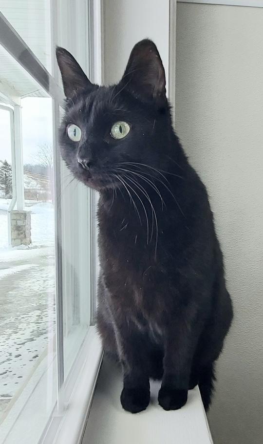 Boris, ADOPTABLE, Kitten Male Domestic Short Hair.