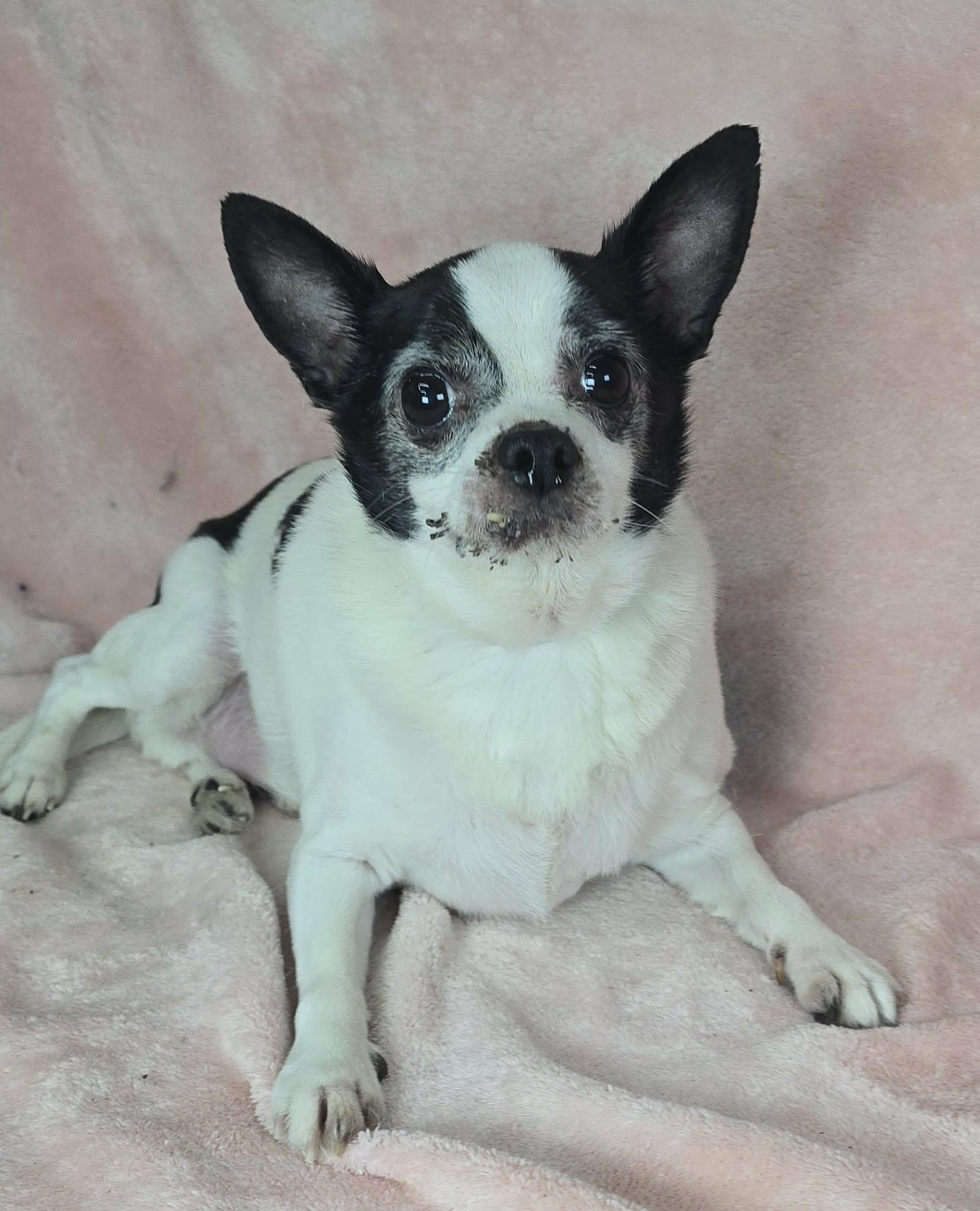 Houston, adopted, Senior Male Chihuahua.