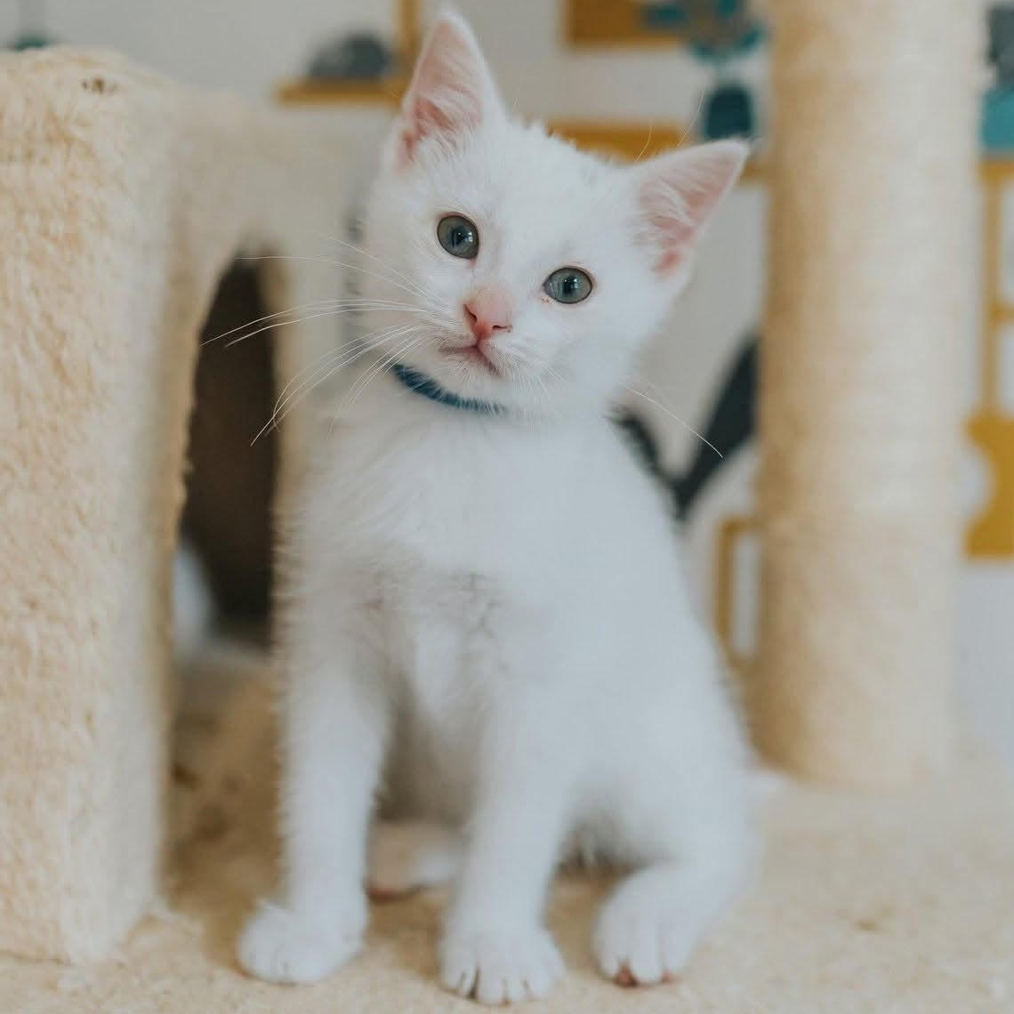 William, adopted, Kitten Male Domestic Short Hair.