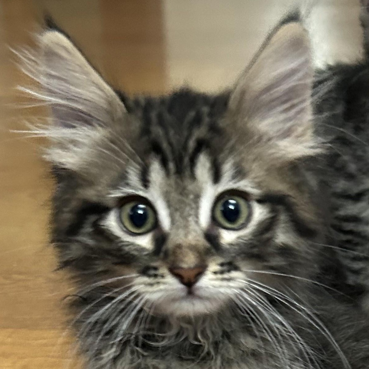 Ellie is a sweet and cuddly kitten yet also high energy This petite girl loves