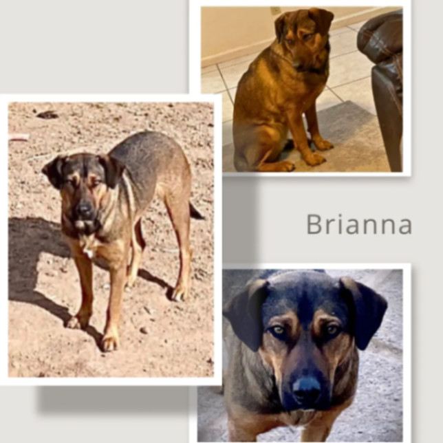 Briana , Adoptable, Adult Female Cattle Dog.