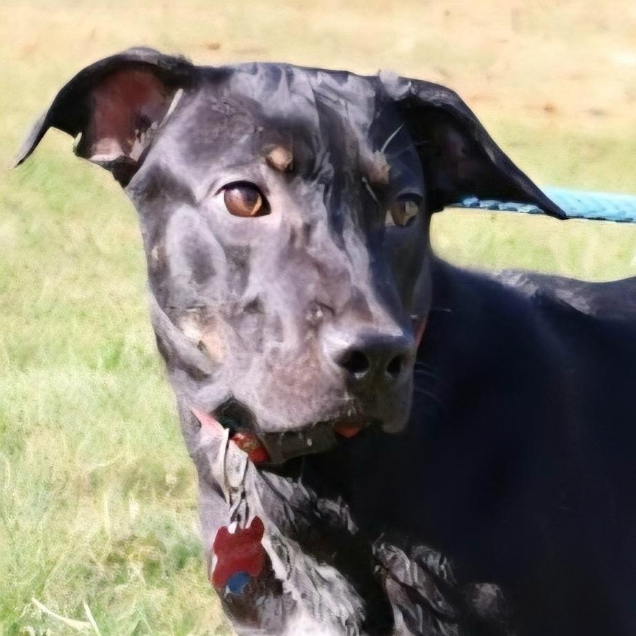 SHADOW "In NY: Foster or Forever Home Needed!", a Adoptable mixed breed in New York, NY image 1/6