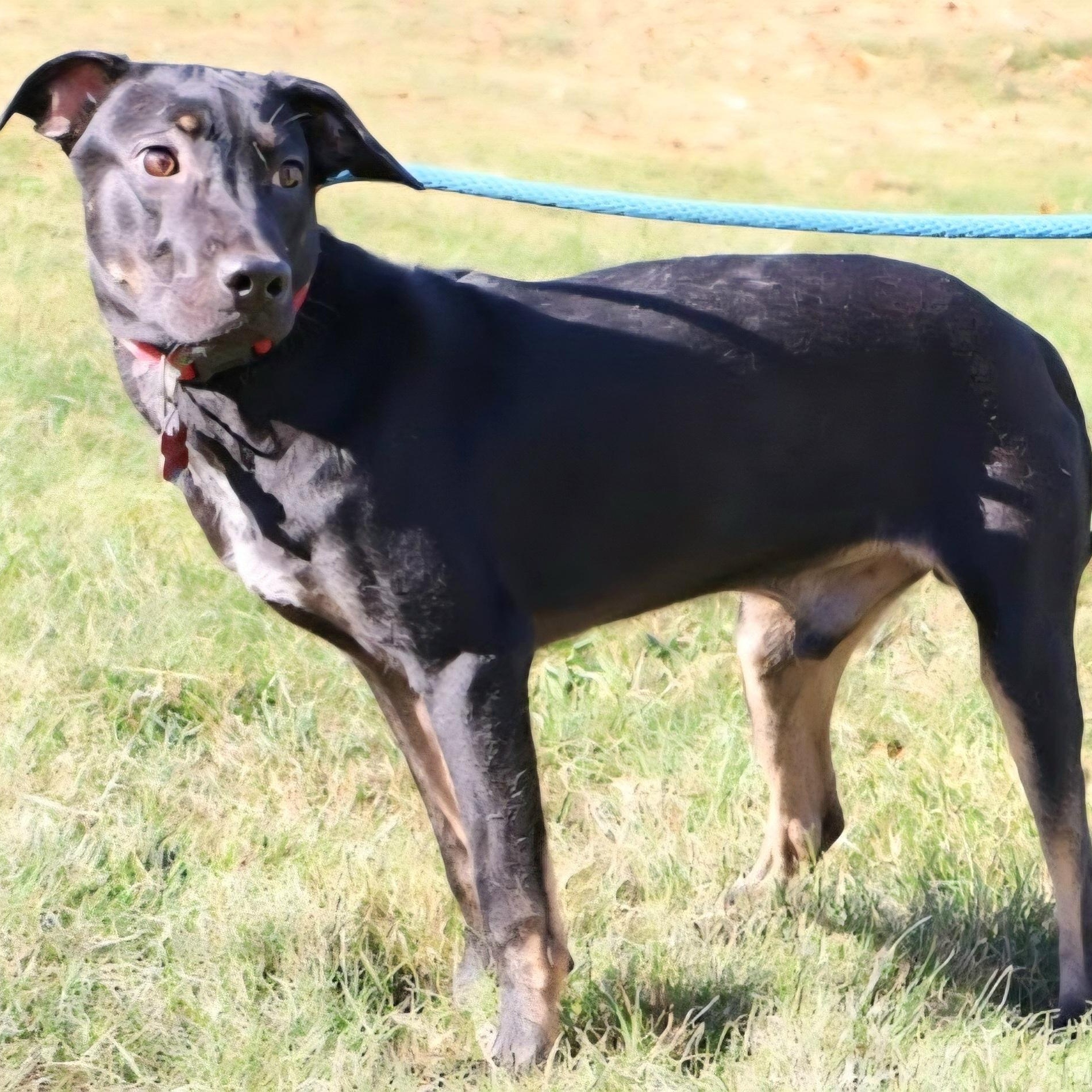 SHADOW "In NY: Foster or Forever Home Needed!", a Adoptable mixed breed in New York, NY image 3/6