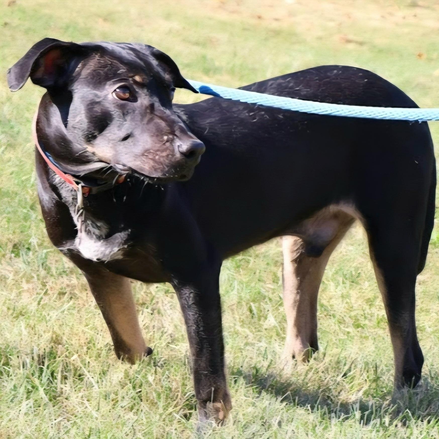 SHADOW "In NY: Foster or Forever Home Needed!", a Adoptable mixed breed in New York, NY image 4/6