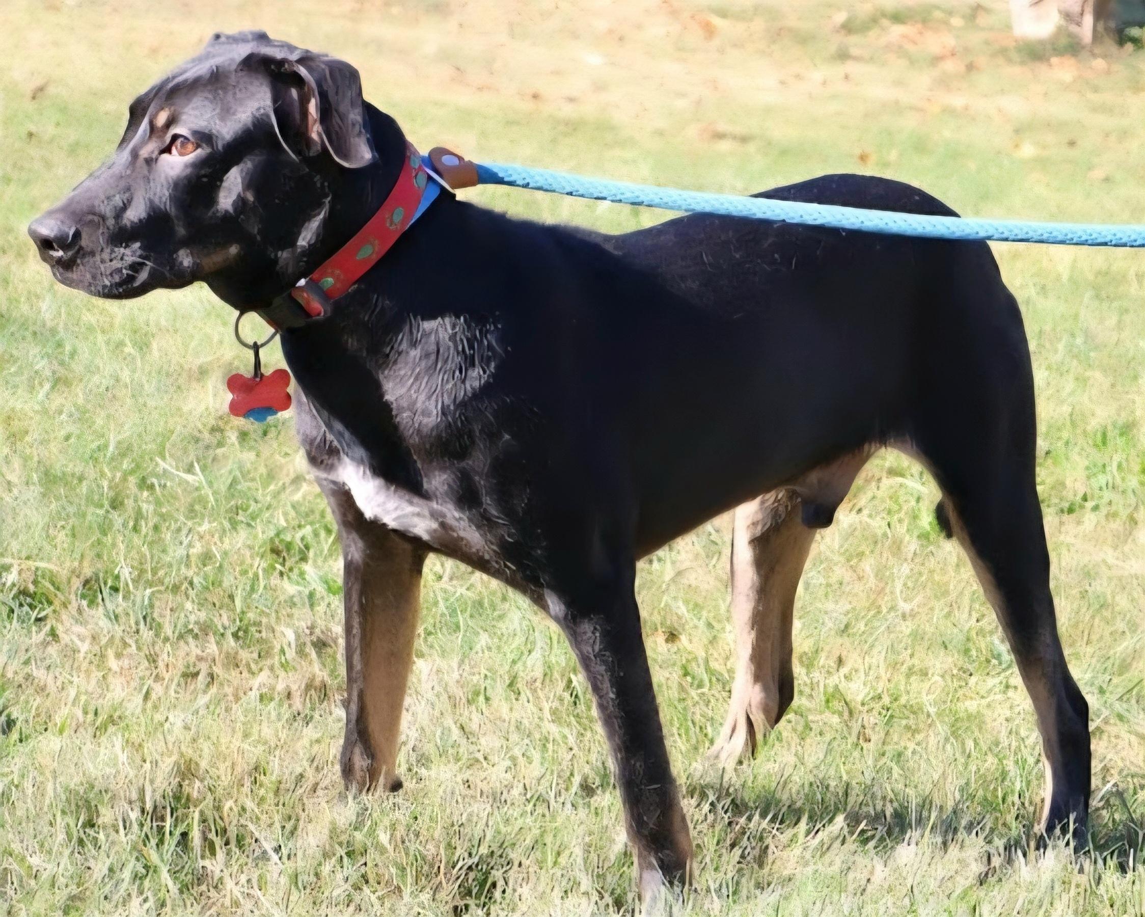 SHADOW "In NY: Foster or Forever Home Needed!", a Adoptable mixed breed in New York, NY image 5/6