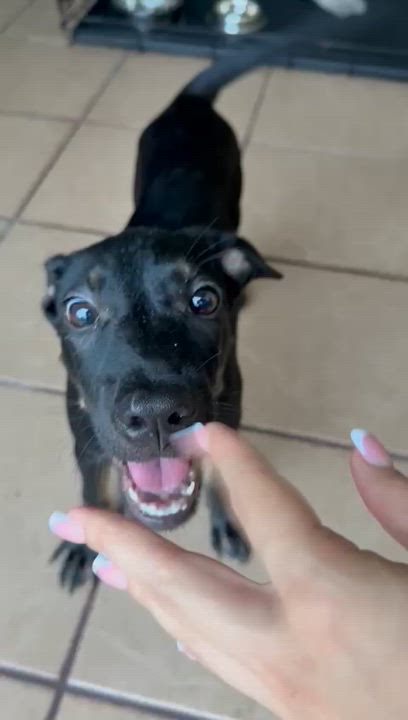 Enlarge SHADOW "In NY: Foster or Forever Home Needed!", a Adoptable mixed breed in New York, NY video 6/6