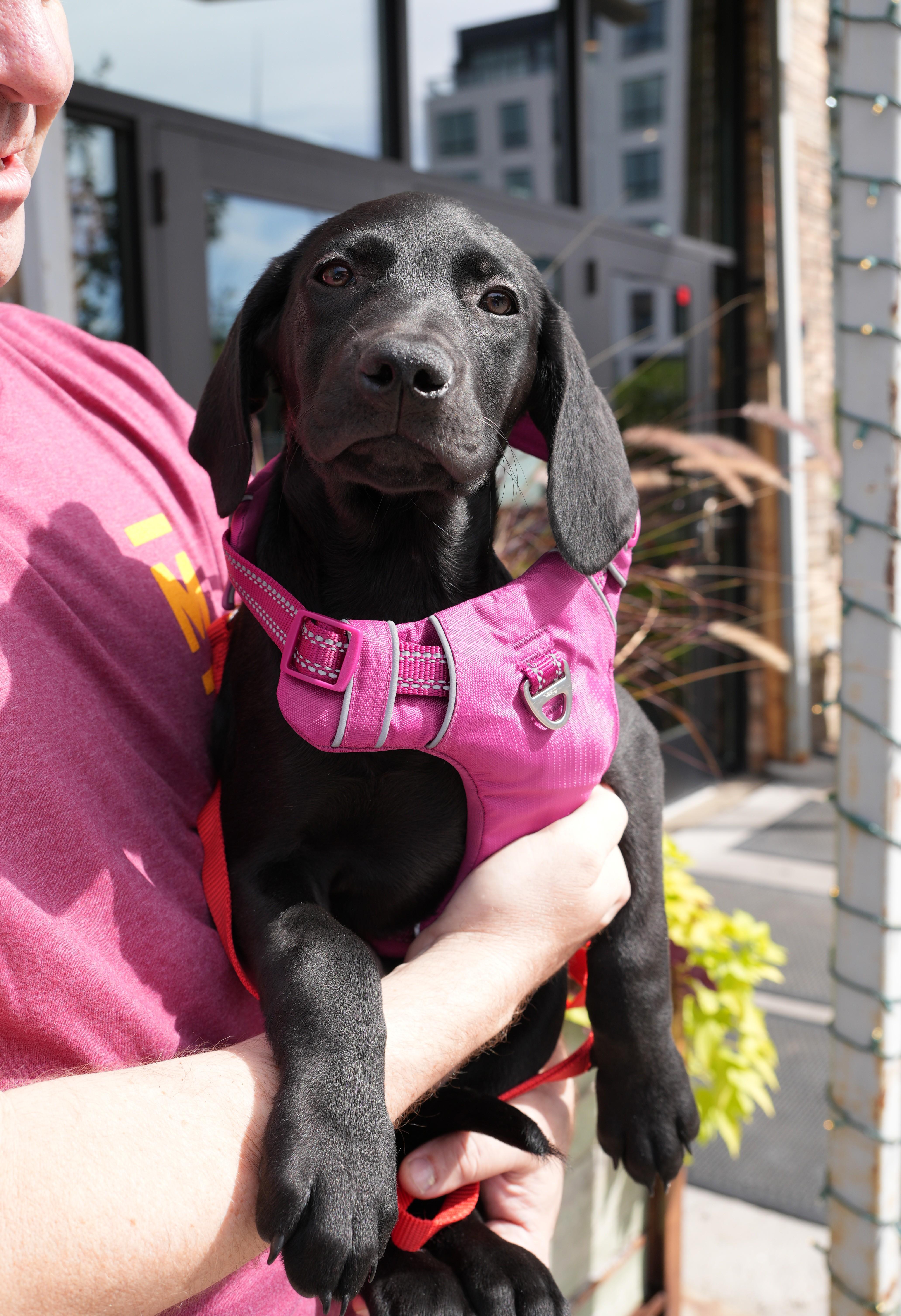 Etta, Adoptable, Puppy Female Retriever & Hound.