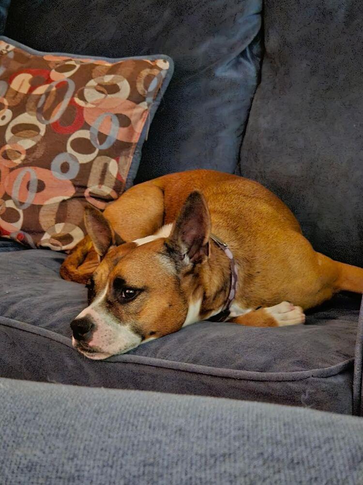 Eleven, Adoptable, Young Female Pit Bull Terrier & Chihuahua.