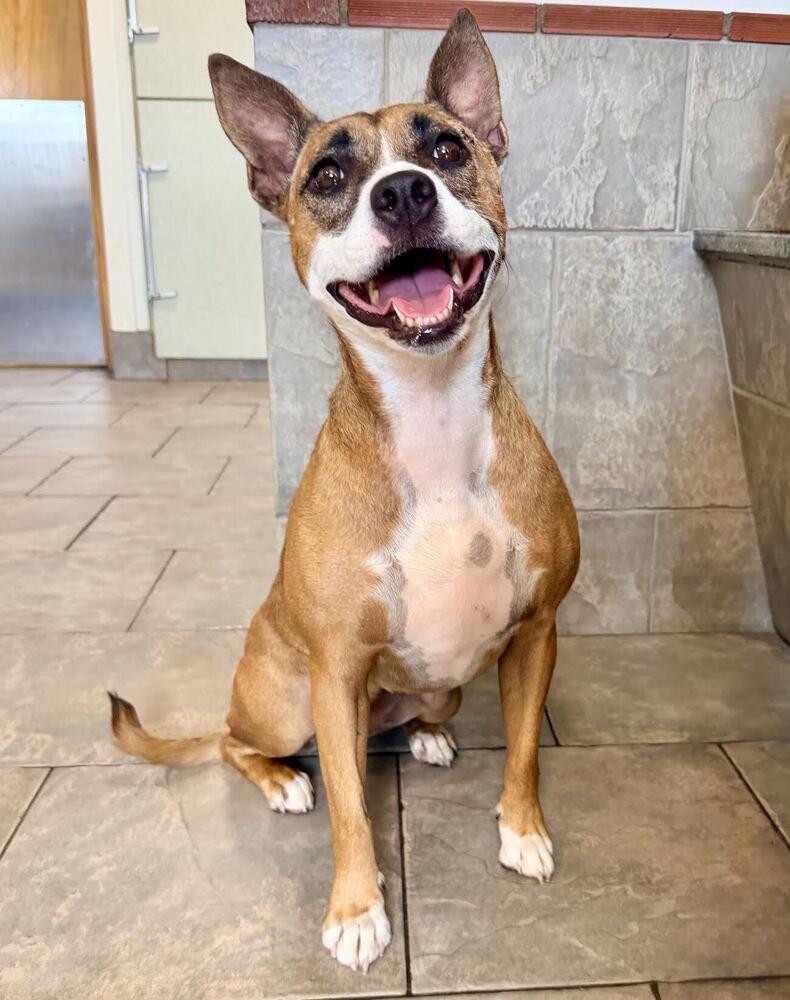 Enlarge Eleven, a Adoptable mixed breed in Denver, CO image 2/2