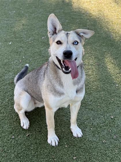 Rockin Robbin, Adoptable, Adult Female Mixed Breed & Mixed Breed.