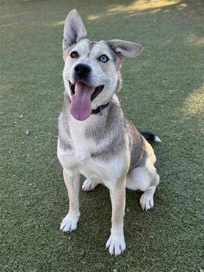Rockin Robbin, a Adoptable mixed breed in Hutchinson, KS image 2/3