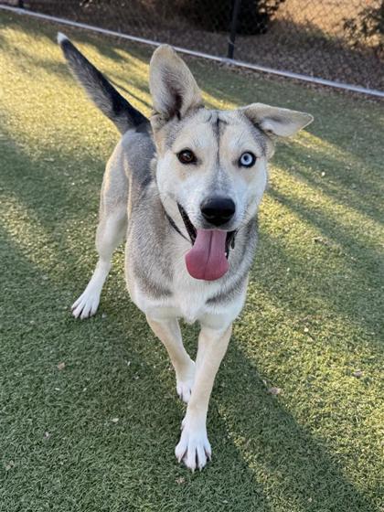 Rockin Robbin, a Adoptable mixed breed in Hutchinson, KS image 3/3