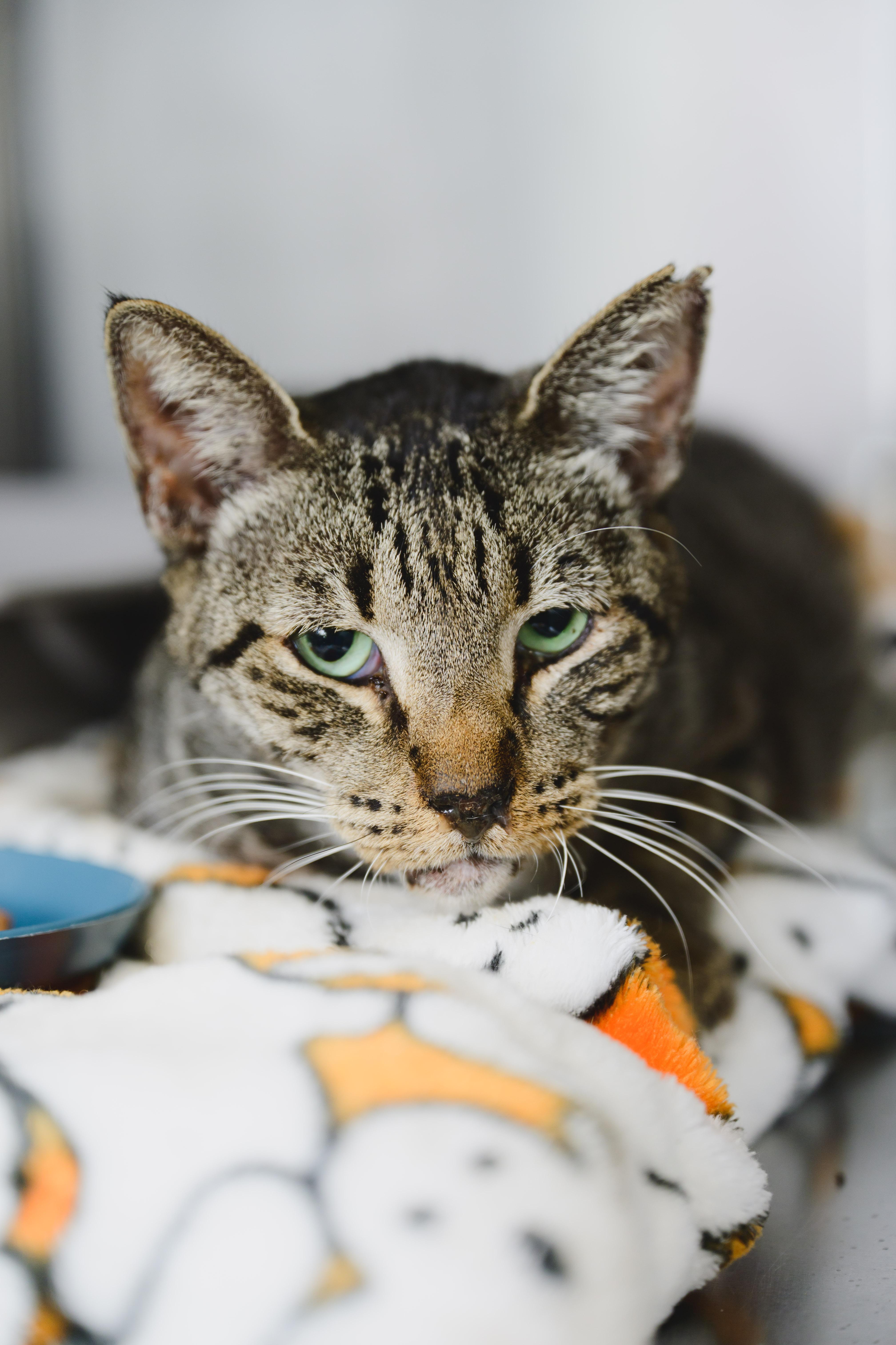 Rollie Pollie, Adoptable, Adult Male Domestic Short Hair.