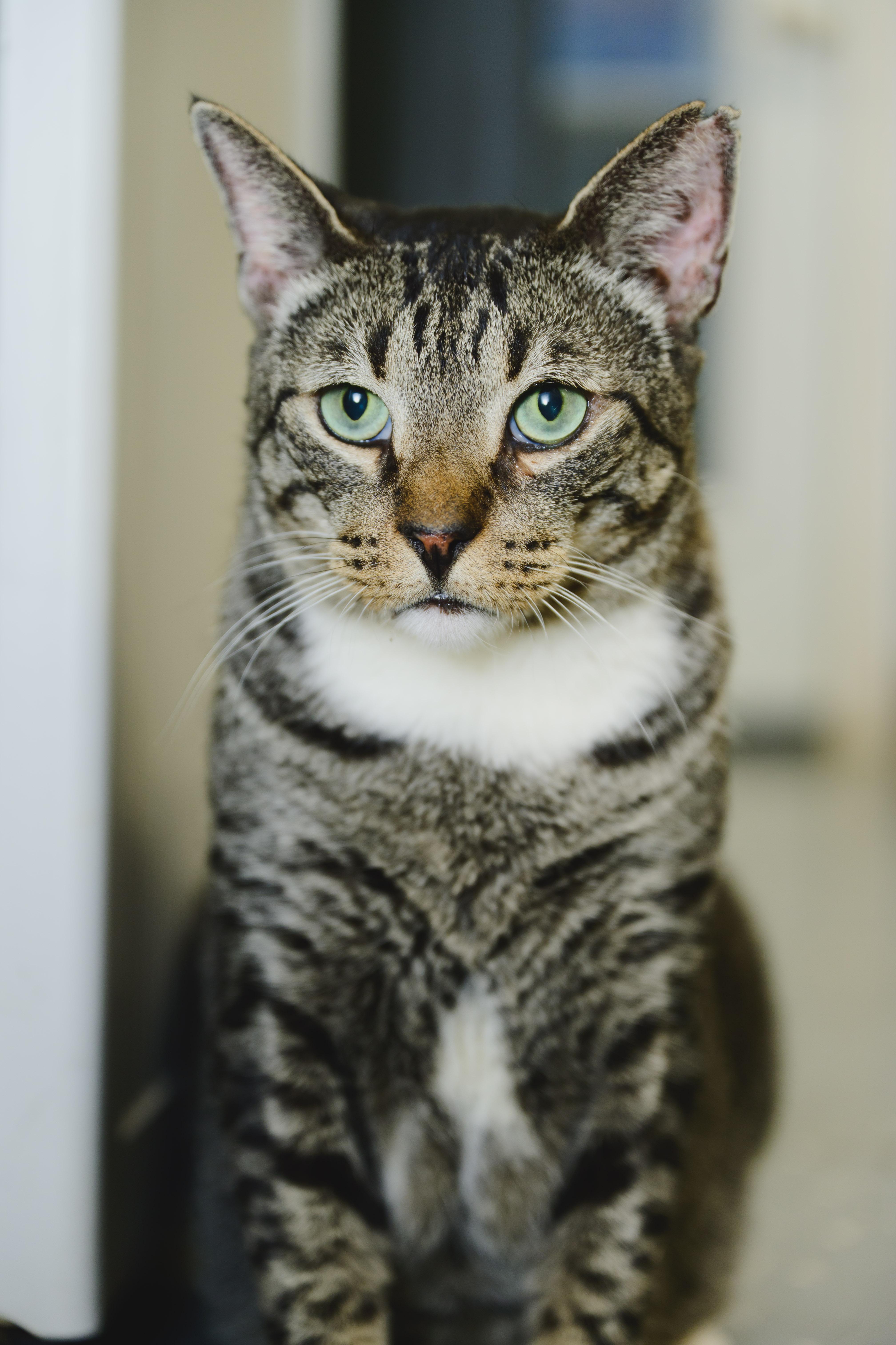 Rollie Pollie, Adoptable, Adult Male Domestic Short Hair.