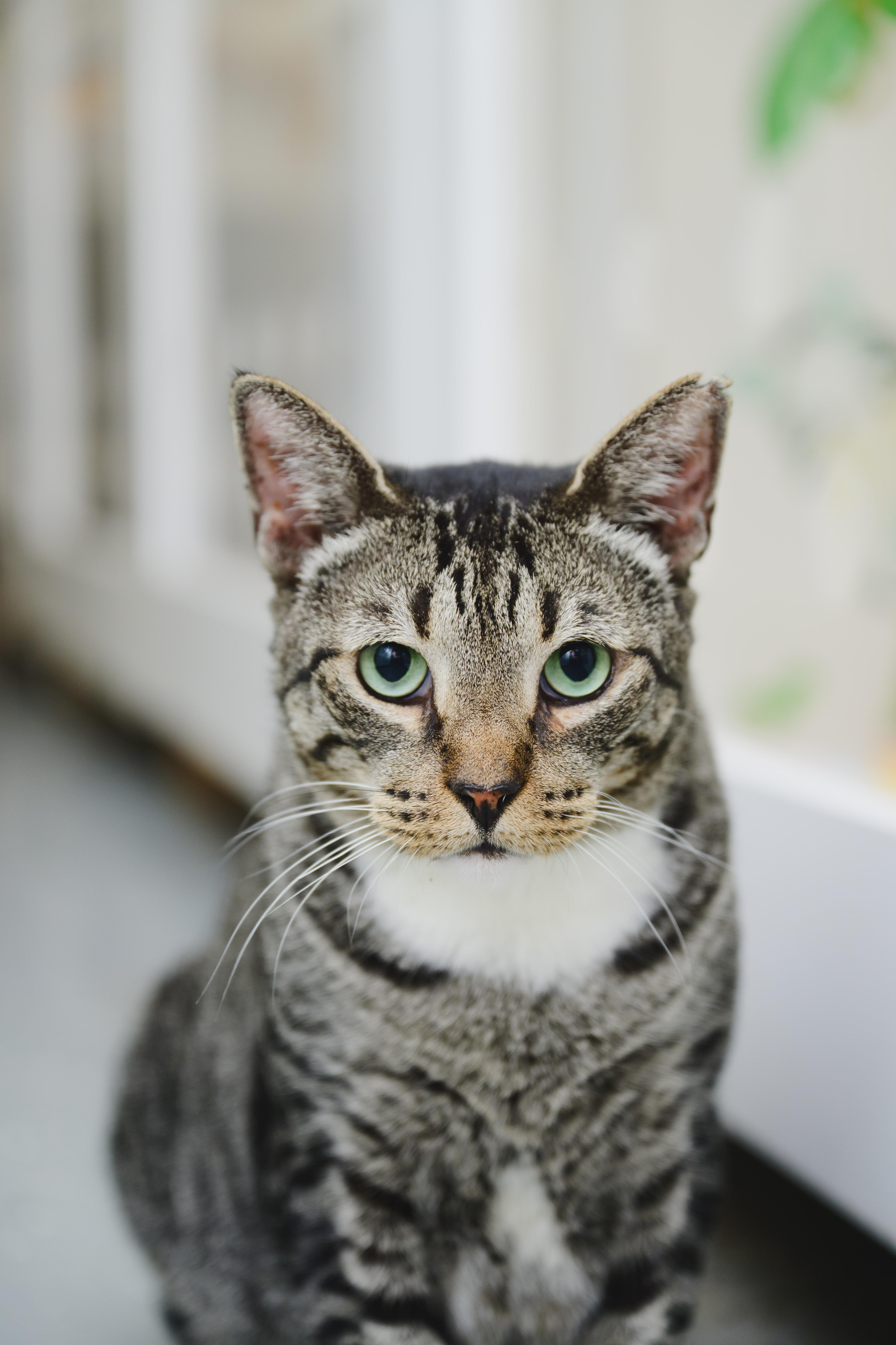 Enlarge Rollie Pollie, a Adoptable Domestic Short Hair in Honolulu, HI image 3/6