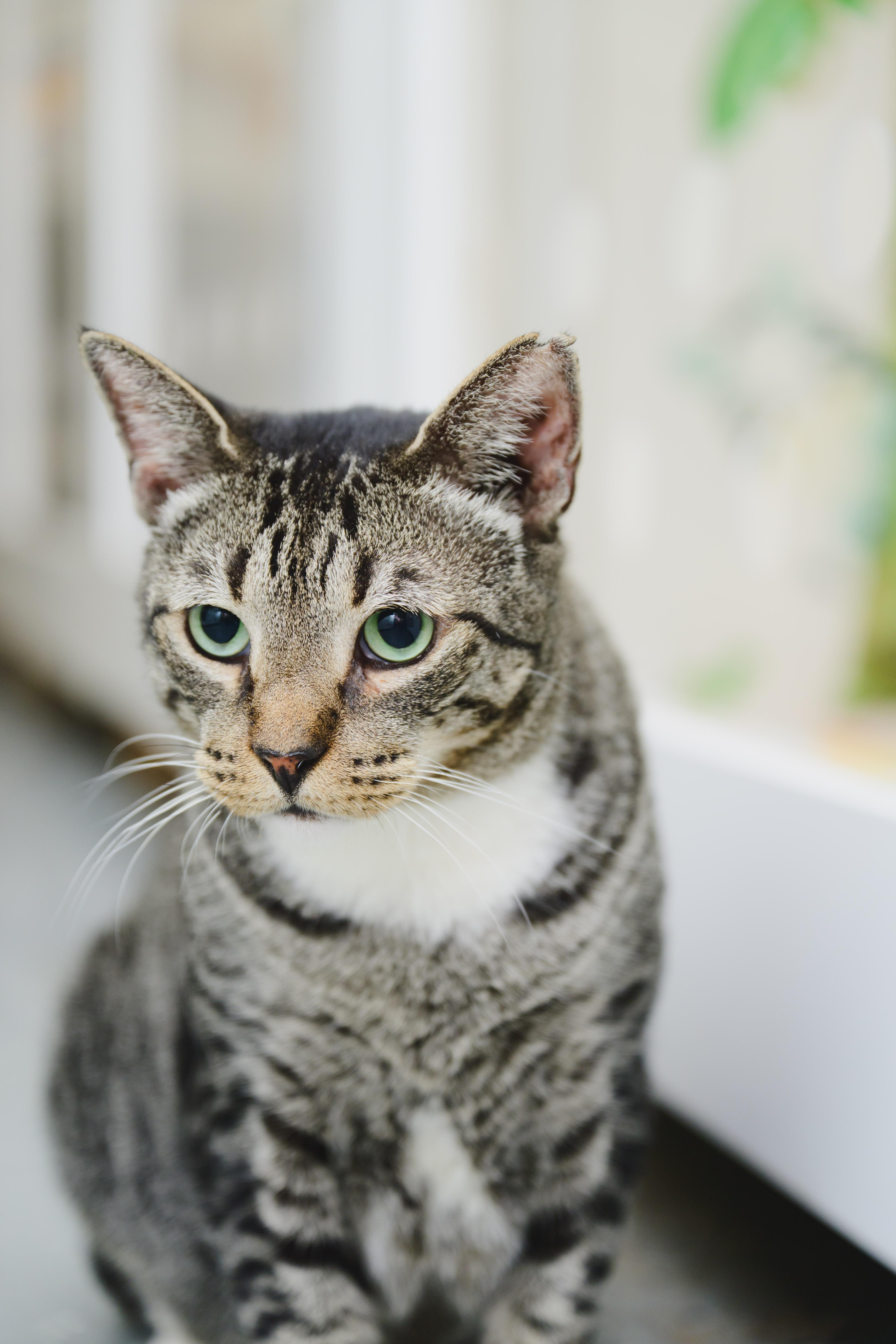 Enlarge Rollie Pollie, a Adoptable Domestic Short Hair in Honolulu, HI image 4/6