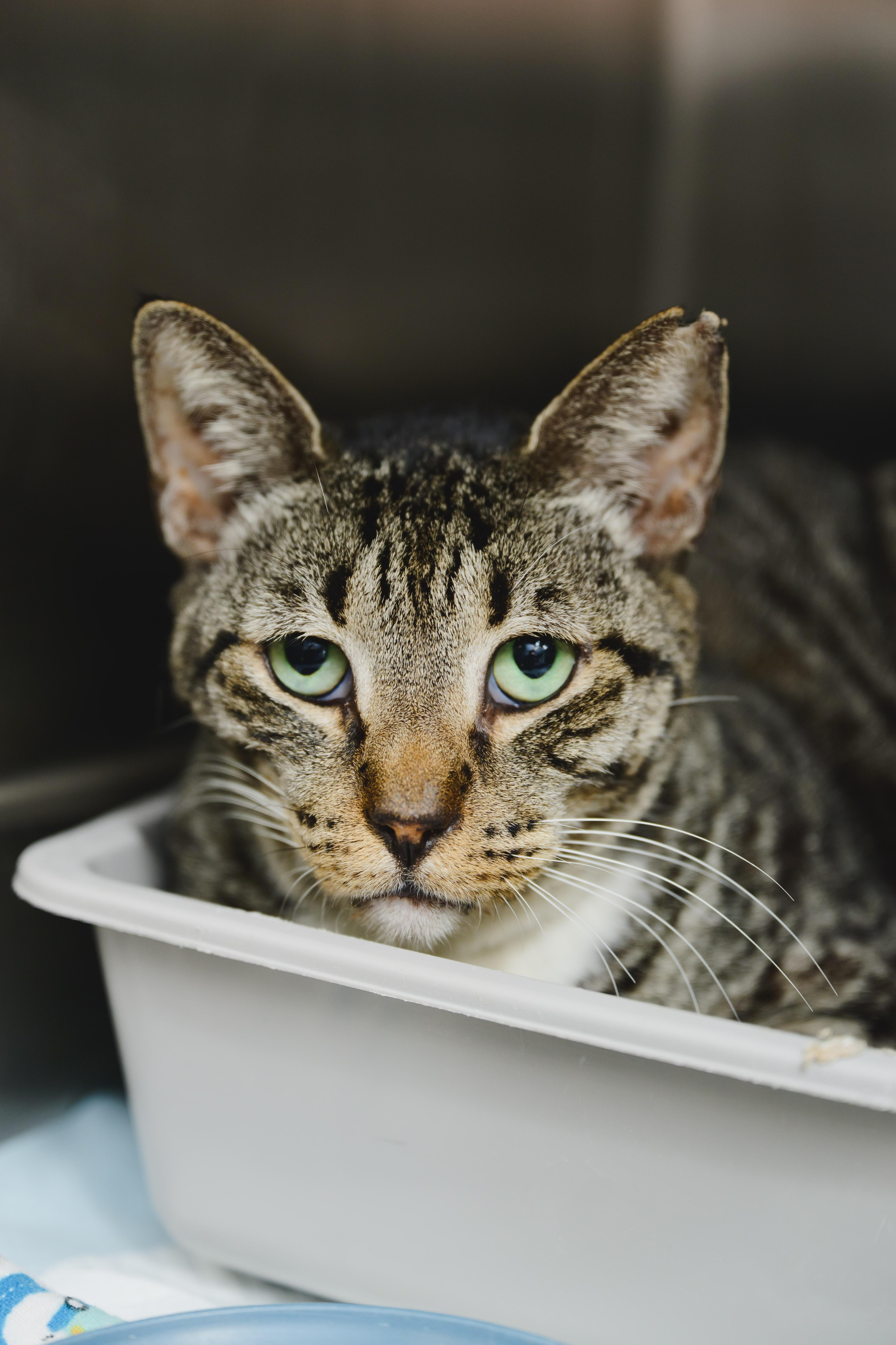 Enlarge Rollie Pollie, a Adoptable Domestic Short Hair in Honolulu, HI image 3/6