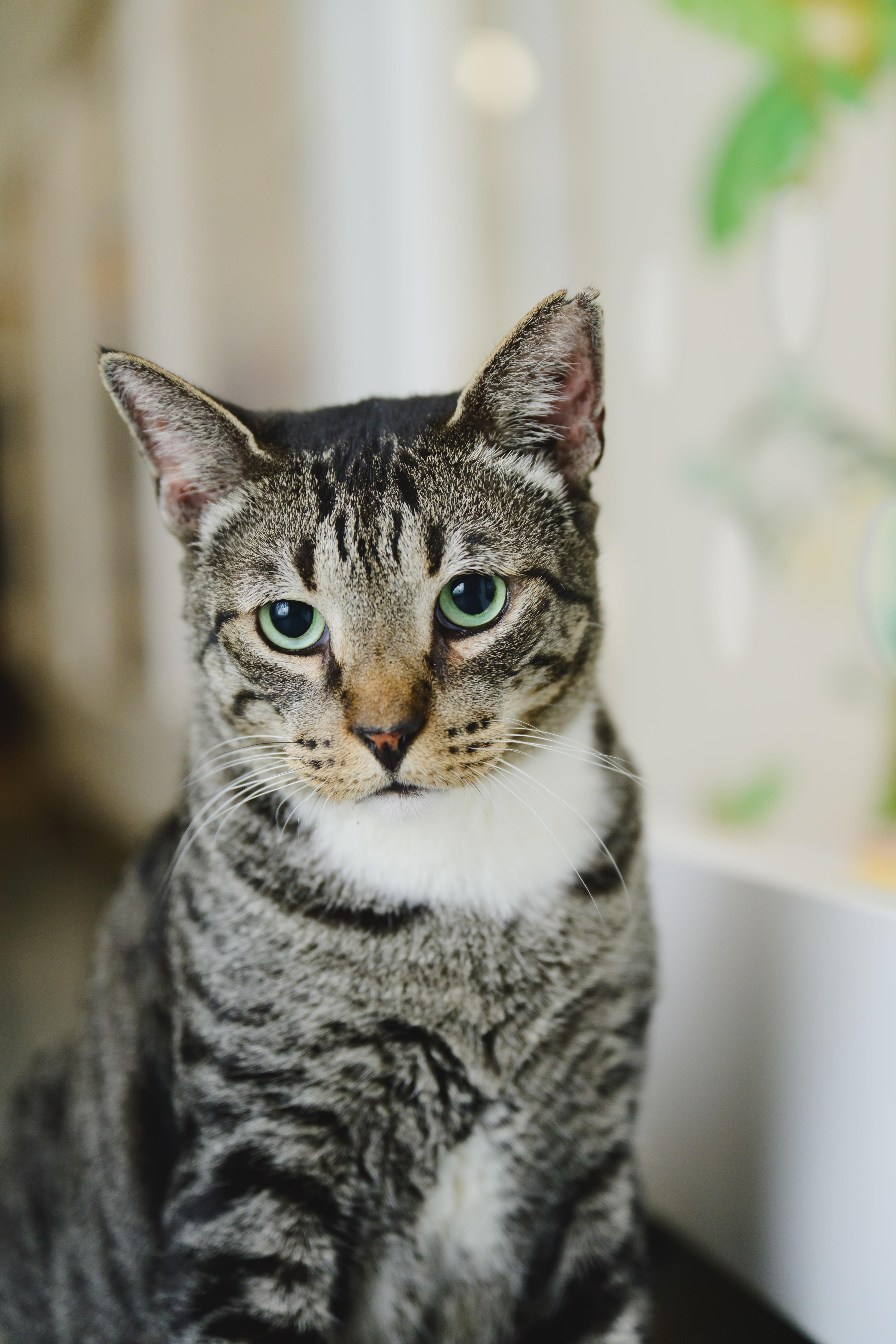 Enlarge Rollie Pollie, a Adoptable Domestic Short Hair in Honolulu, HI image 5/6