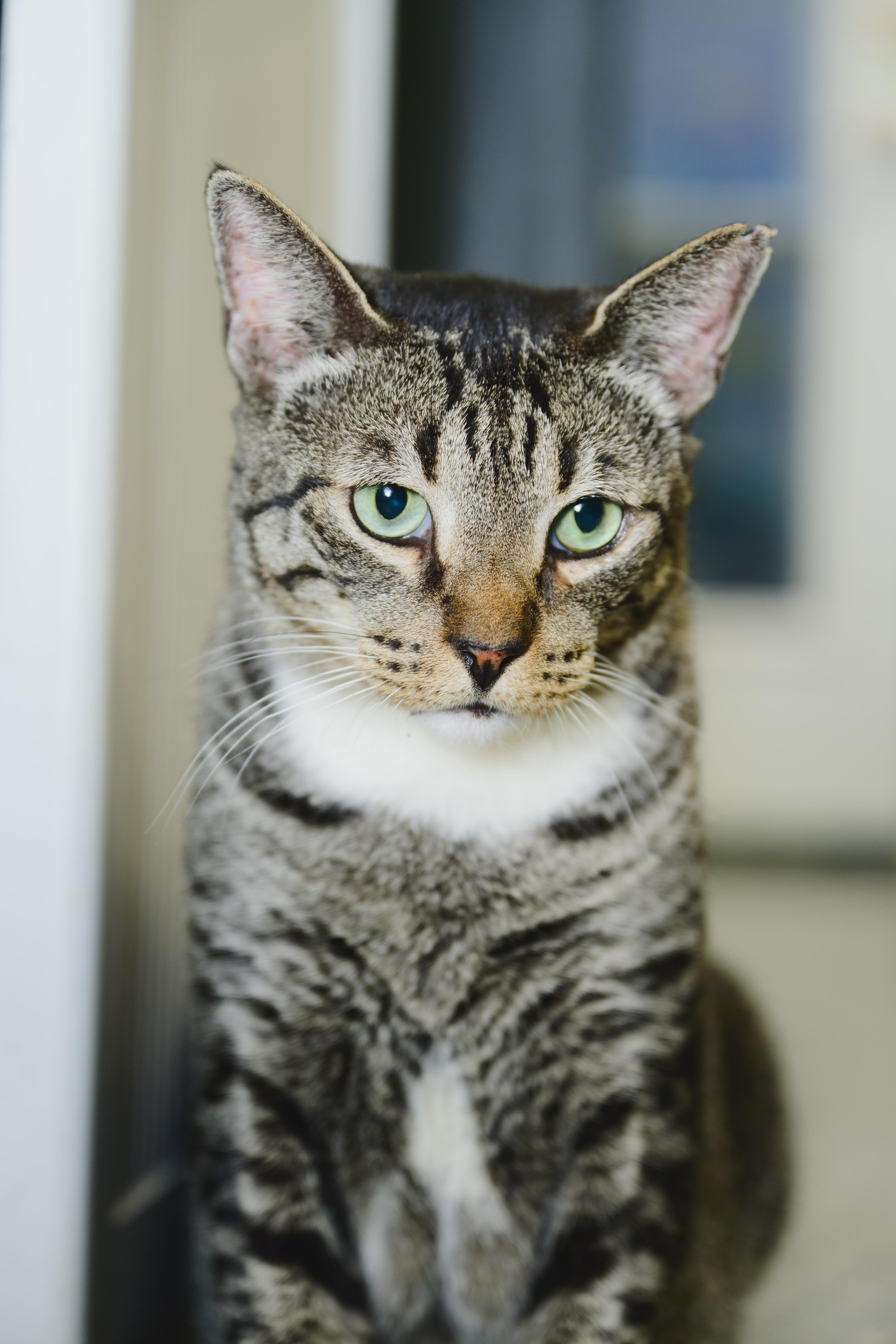 Enlarge Rollie Pollie, a Adoptable Domestic Short Hair in Honolulu, HI image 6/6
