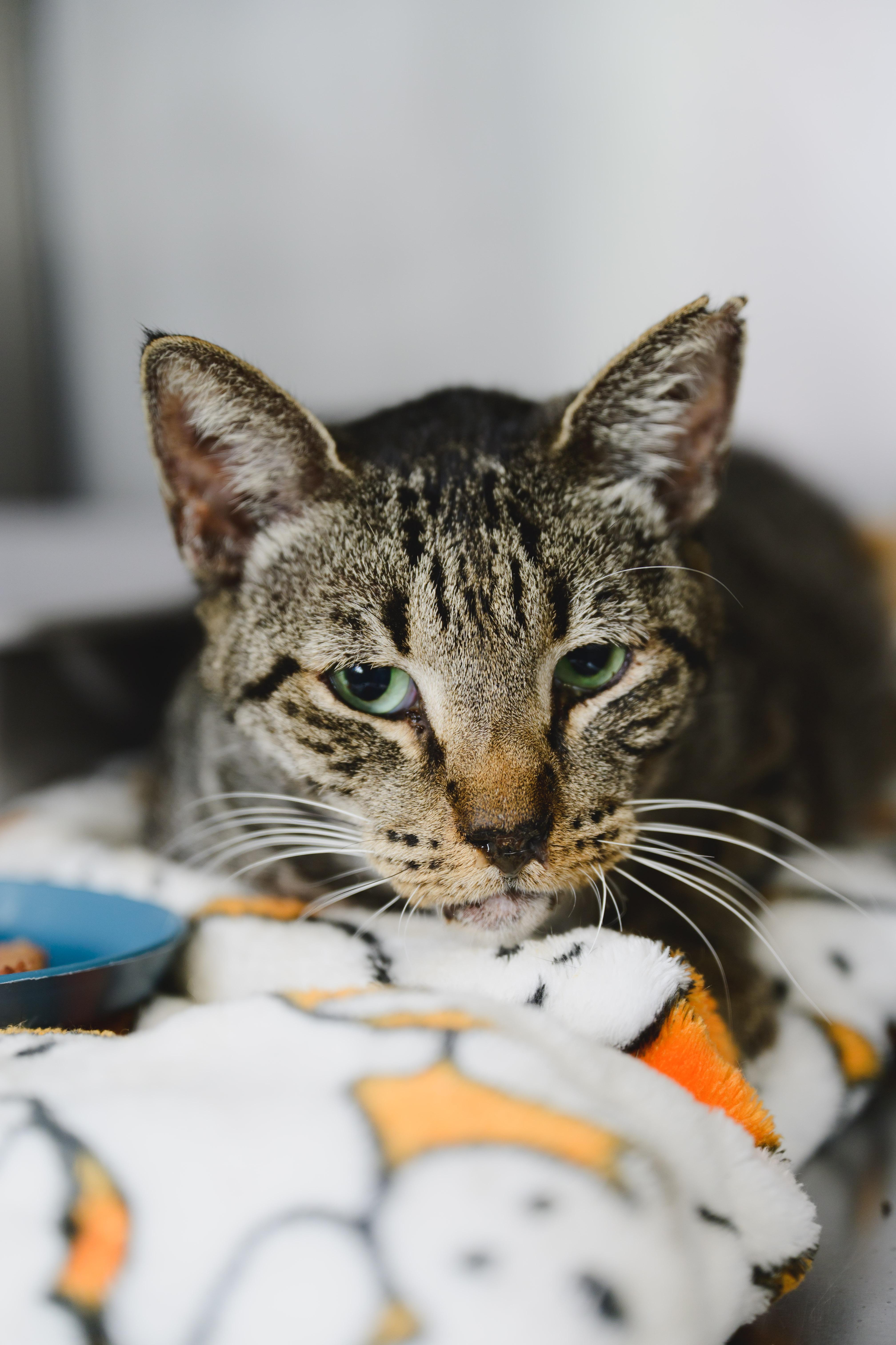 Enlarge Rollie Pollie, a Adoptable Domestic Short Hair in Honolulu, HI image 4/6