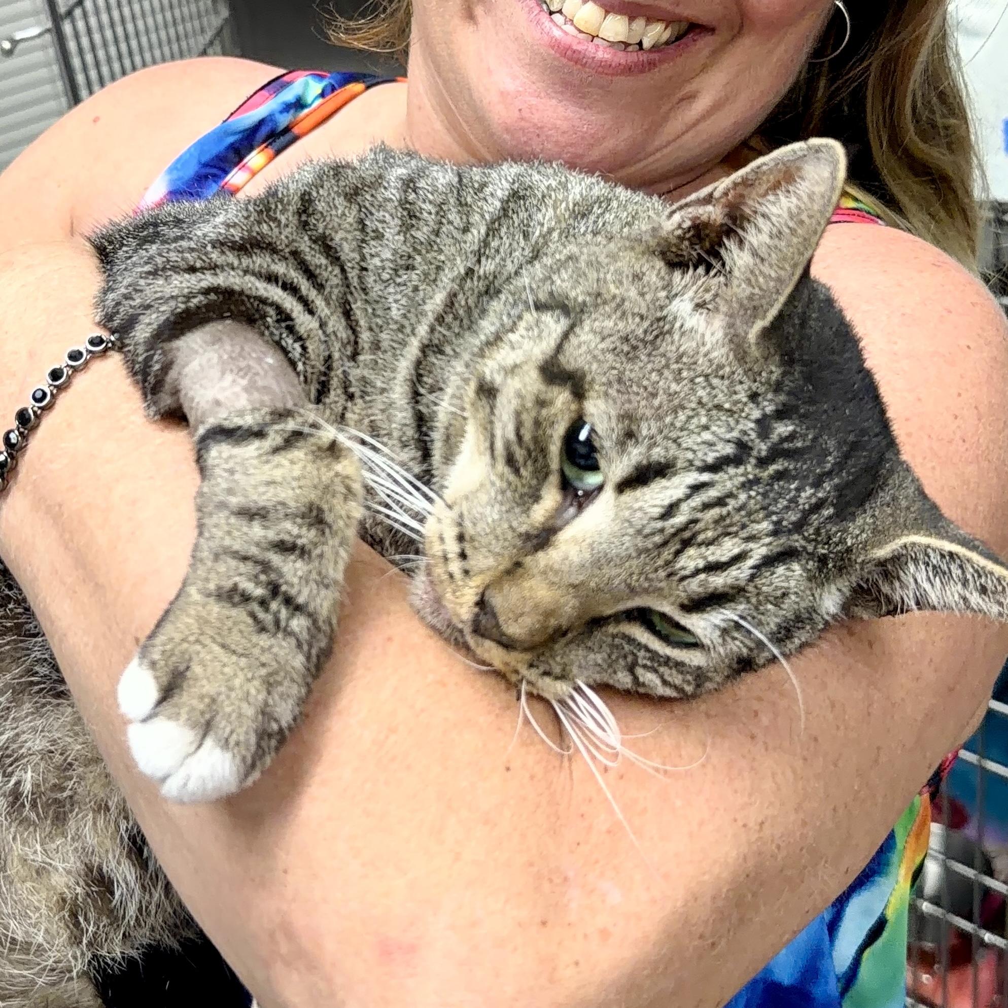 Enlarge Rollie Pollie, a Adoptable Domestic Short Hair in Honolulu, HI image 5/6