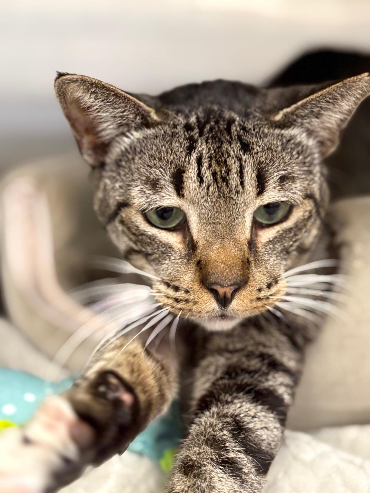 Enlarge Rollie Pollie, a Adoptable Domestic Short Hair in Honolulu, HI image 6/6