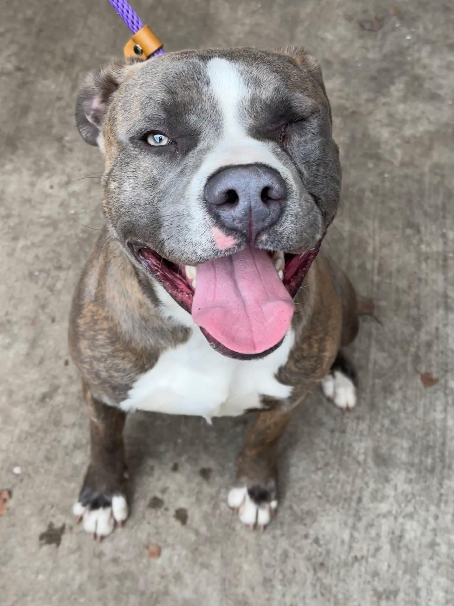 Cowbell, an adoptable Pit Bull Terrier in Chicago, IL image 3/5
