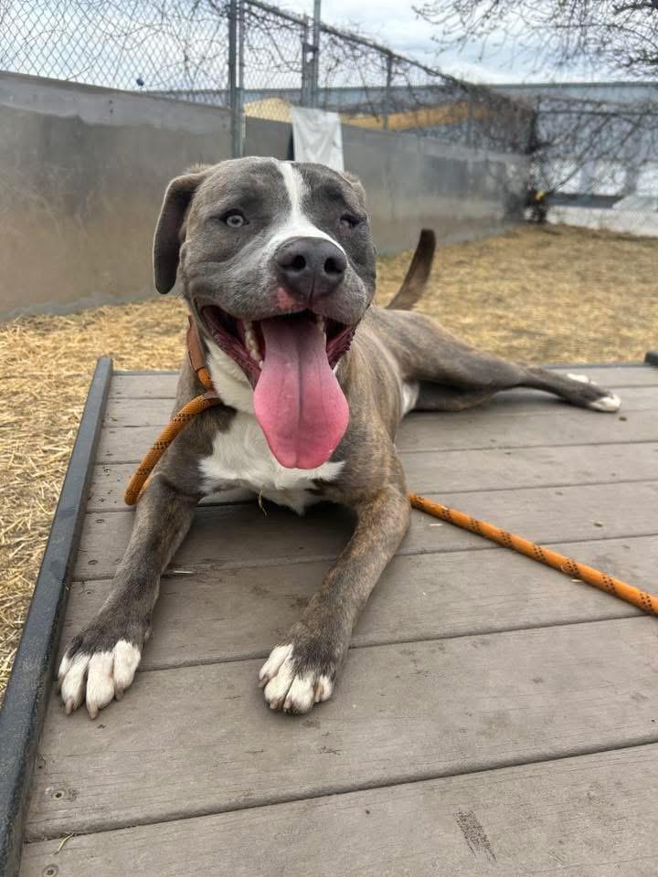Cowbell, an adoptable Pit Bull Terrier in Chicago, IL image 2/5
