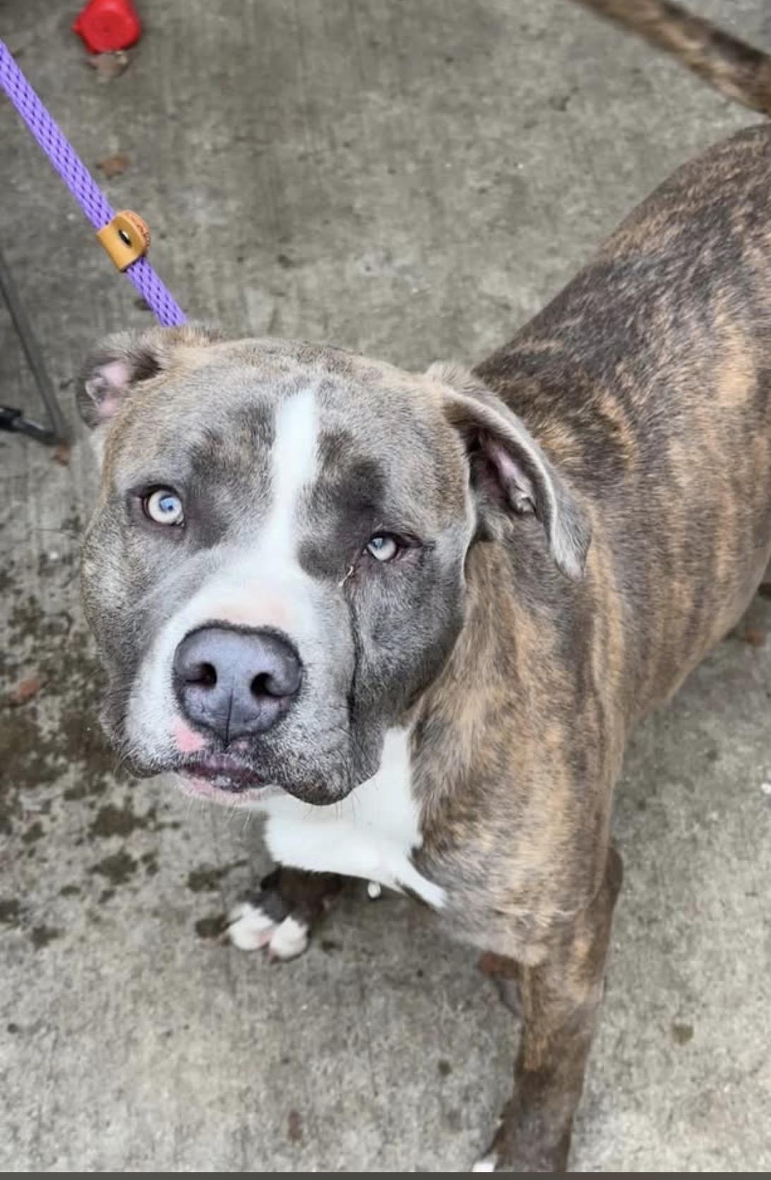 Cowbell, adoptable, Young Male Pit Bull Terrier.