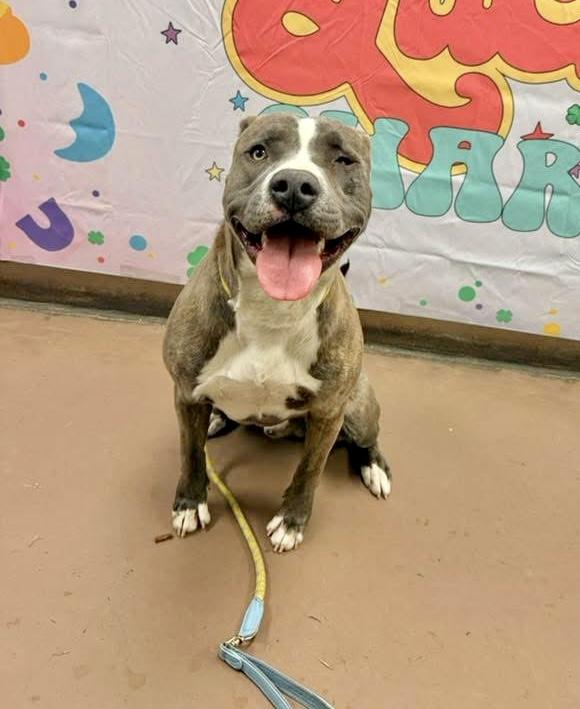 Cowbell, an adoptable Pit Bull Terrier in Chicago, IL image 4/5