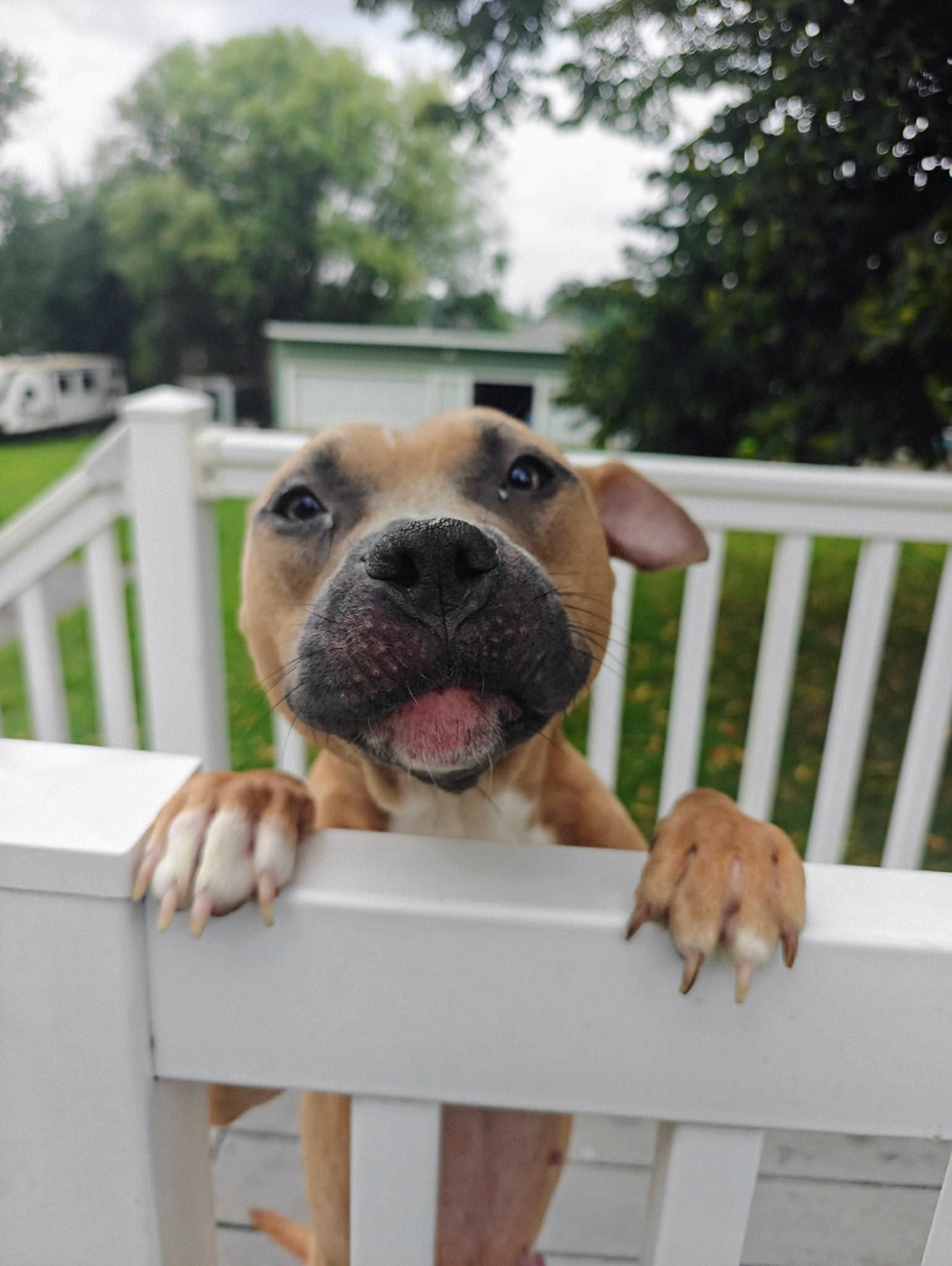 Enlarge Lychee, a Adoptable Terrier in Herndon, VA image 1/3