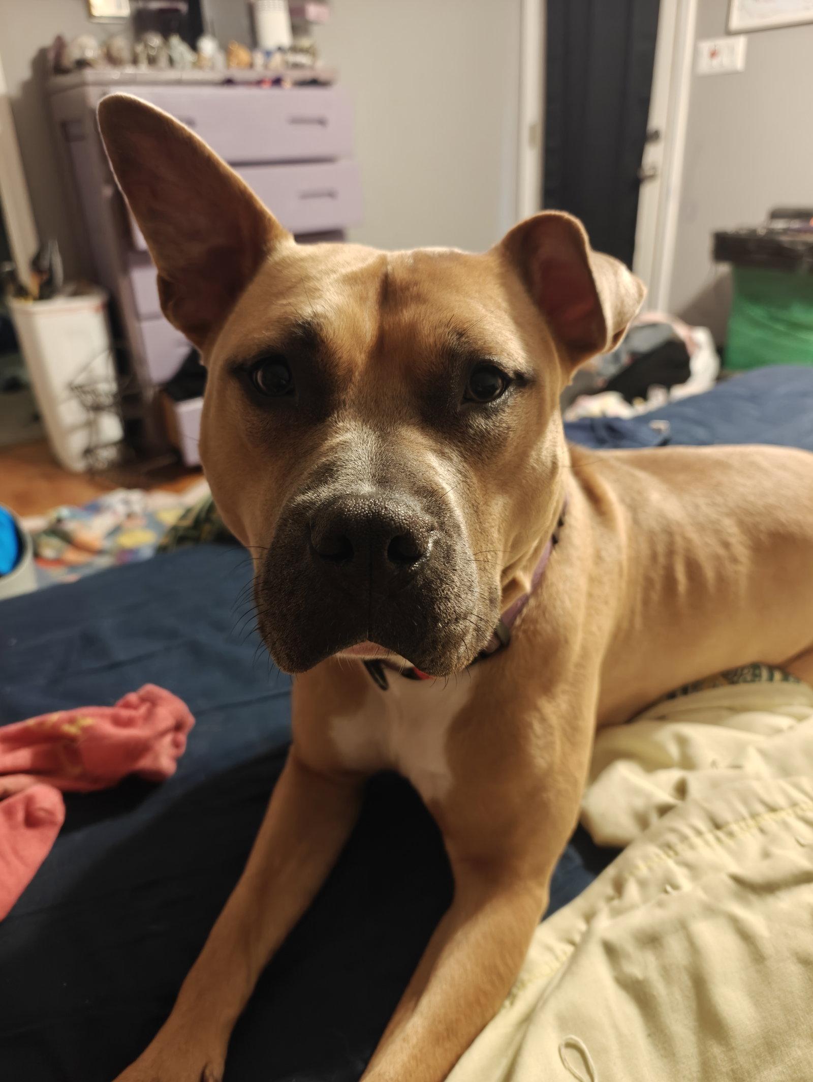 Enlarge Lychee, a Adoptable Terrier in Herndon, VA image 2/3